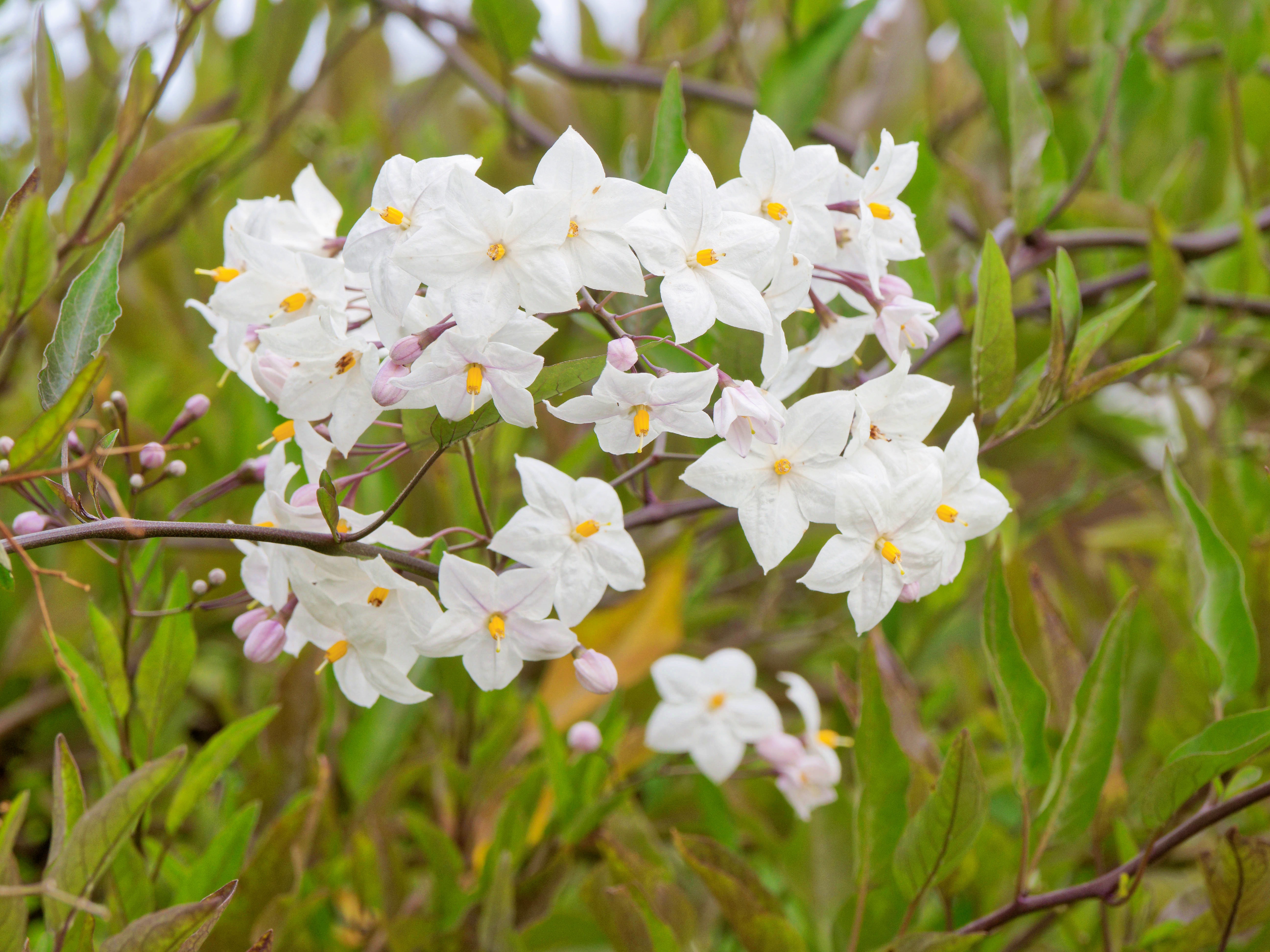 https://lemis.nyc3.digitaloceanspaces.com/grog/Photos/20260523/big/Solanum-laxum-3.jpeg