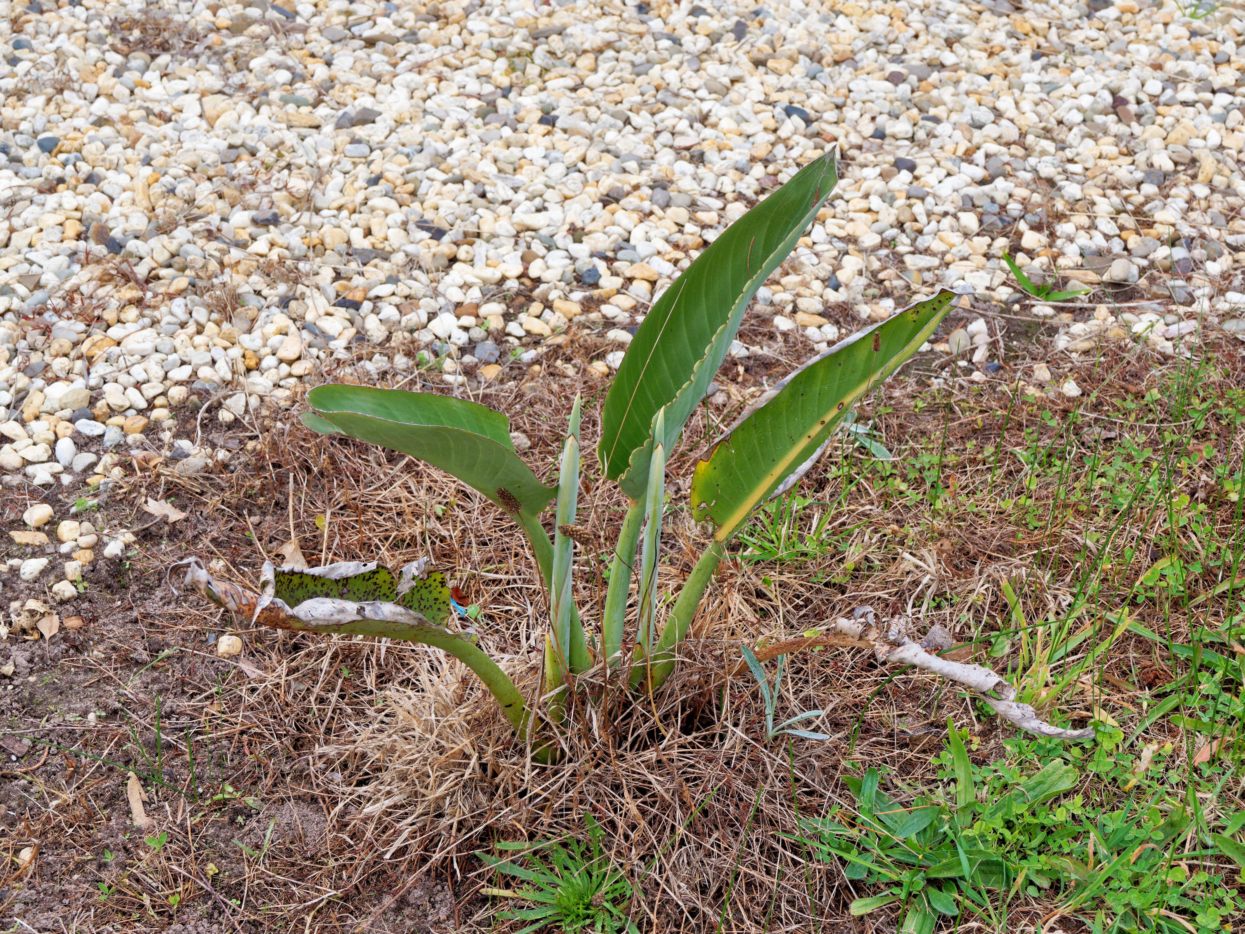 https://lemis.nyc3.digitaloceanspaces.com/grog/Photos/20260523/big/Strelitzia-reginae-1.jpeg