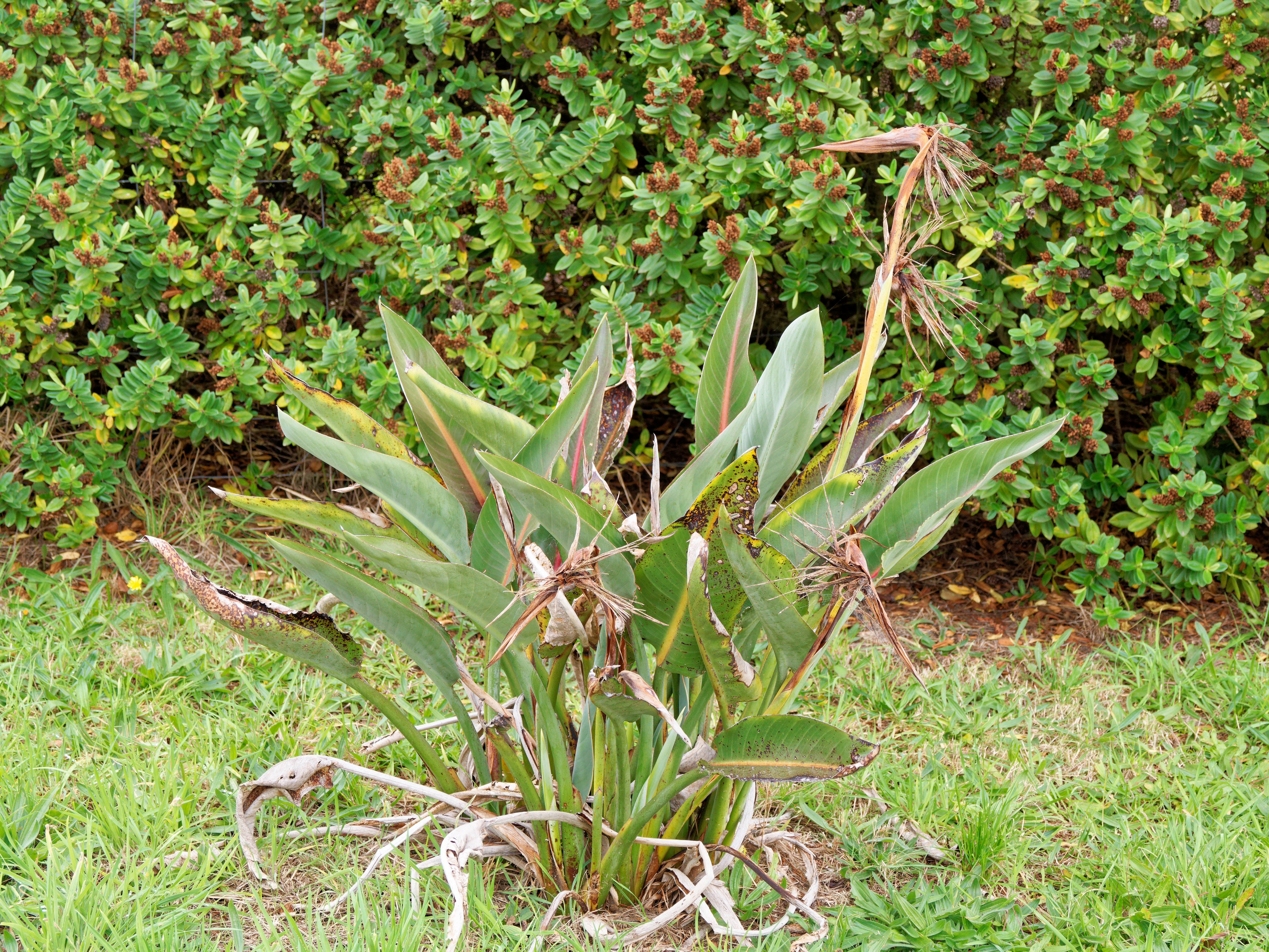 https://lemis.nyc3.digitaloceanspaces.com/grog/Photos/20260523/big/Strelitzia-reginae-2.jpeg