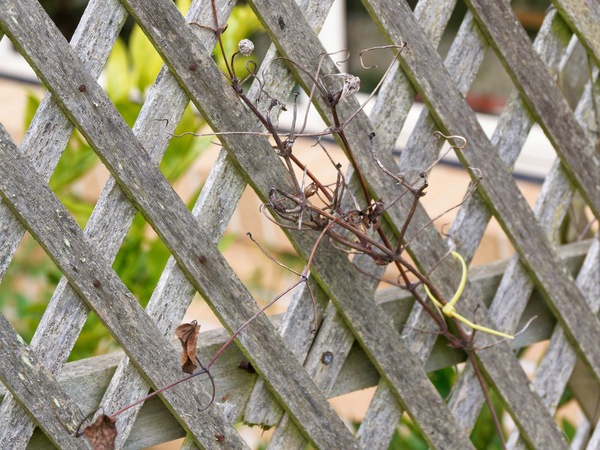 https://lemis.nyc3.digitaloceanspaces.com/grog/Photos/20260523/small/Clematis.jpeg