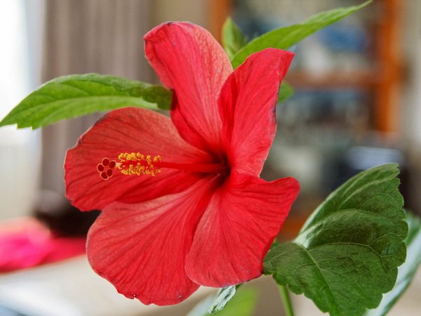 https://lemis.nyc3.digitaloceanspaces.com/grog/Photos/20260523/small/Hibiscus-2.jpeg
