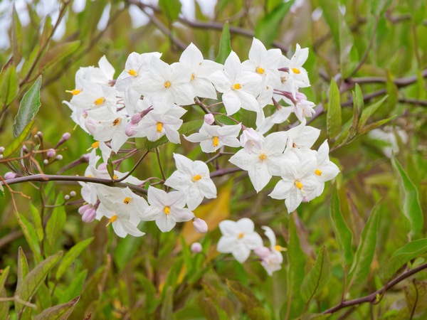 https://lemis.nyc3.digitaloceanspaces.com/grog/Photos/20260523/small/Solanum-laxum-3.jpeg