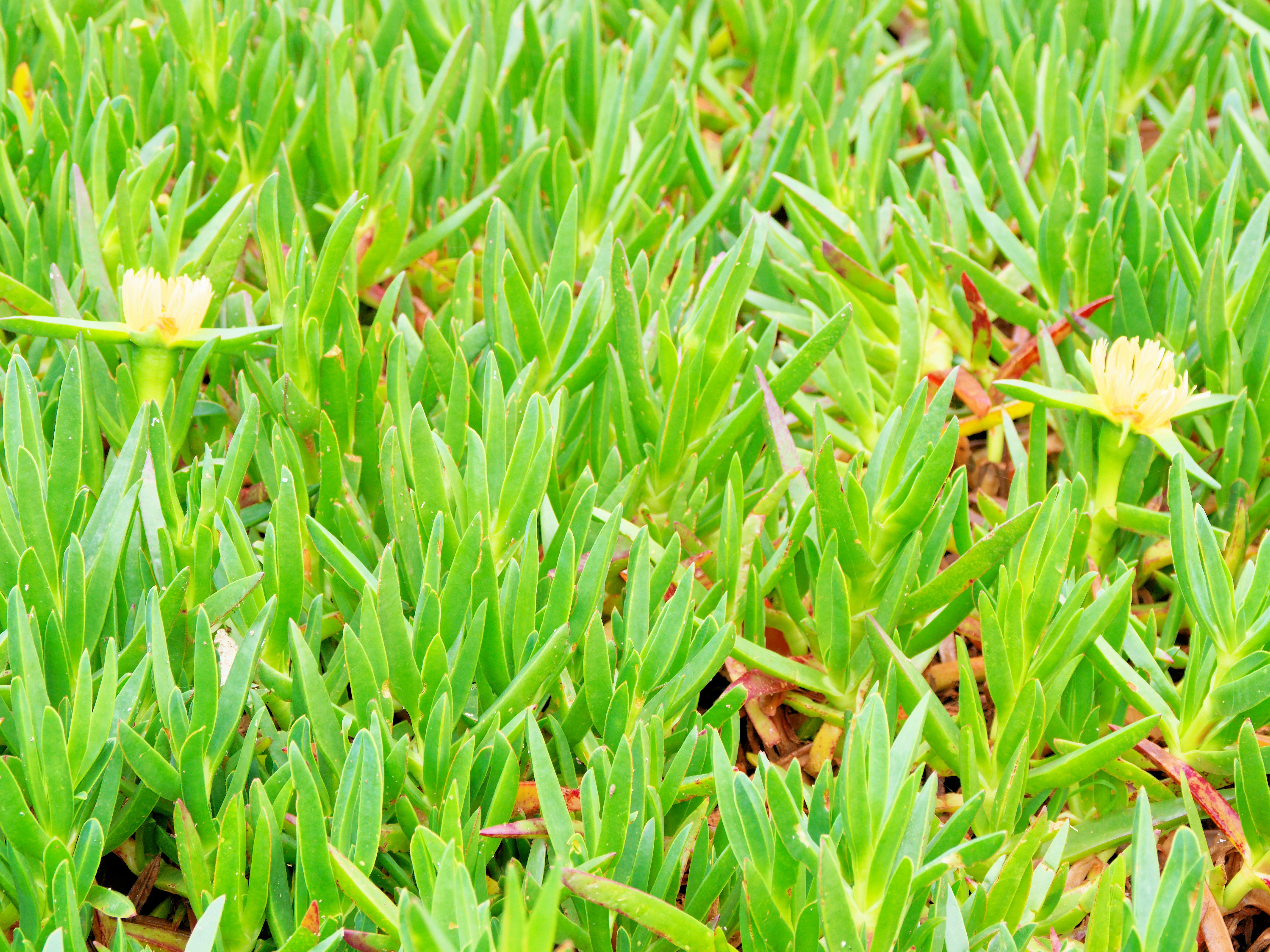 https://lemis.nyc3.digitaloceanspaces.com/grog/Photos/20260529/big/Carpobrotus-1.jpeg