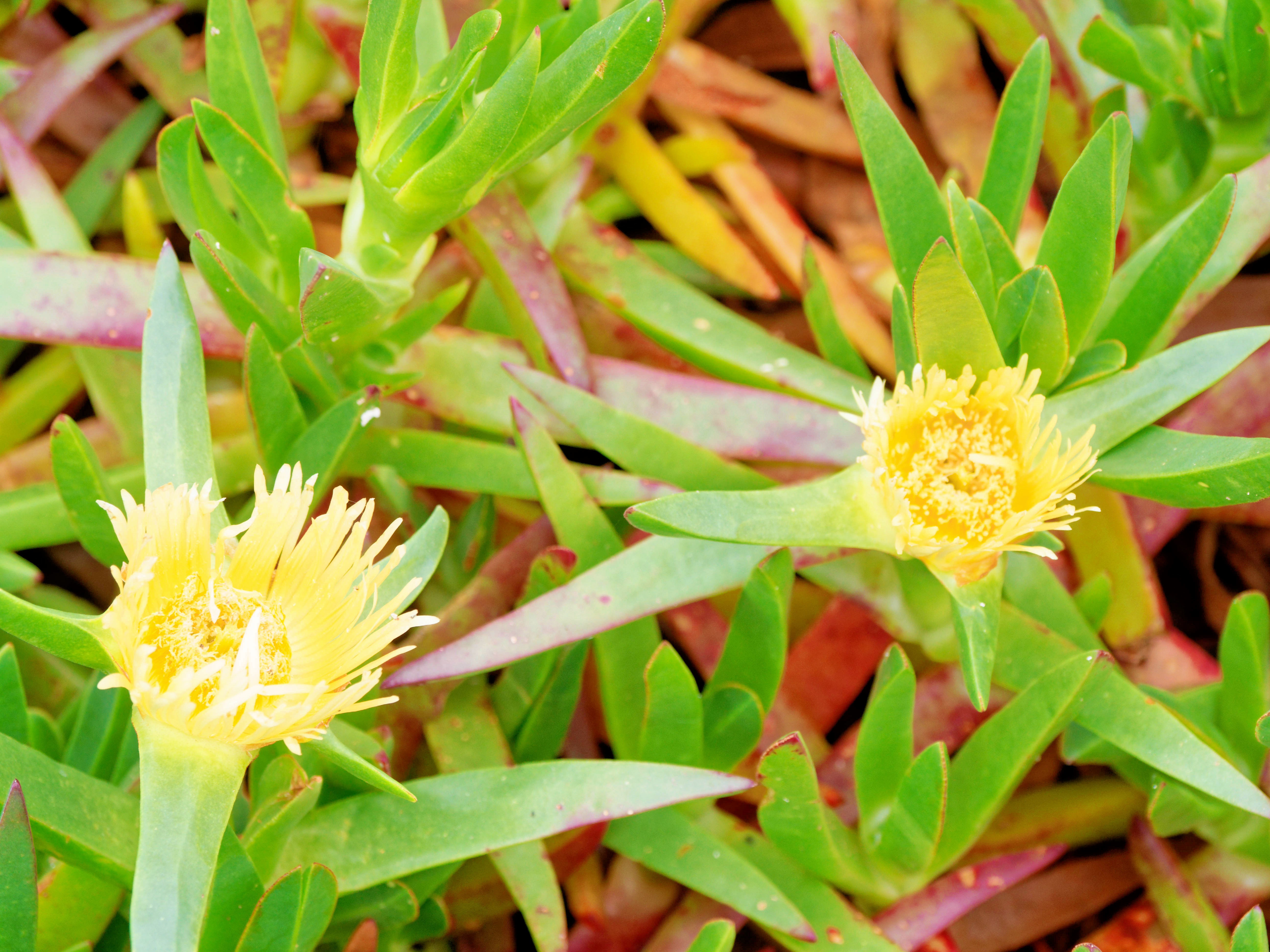 https://lemis.nyc3.digitaloceanspaces.com/grog/Photos/20260529/big/Carpobrotus-2.jpeg