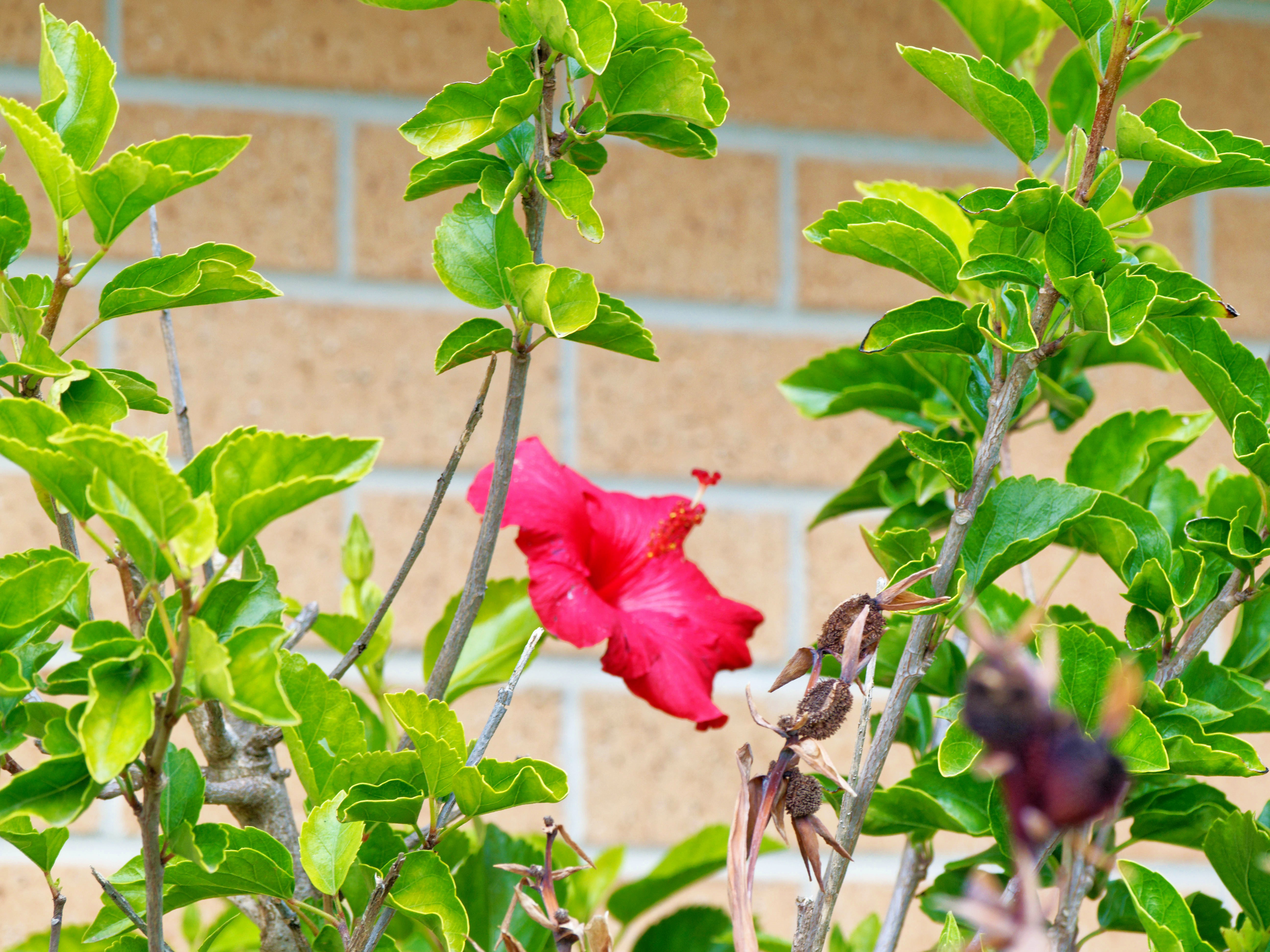 https://lemis.nyc3.digitaloceanspaces.com/grog/Photos/20260529/big/Hibiscus-rosa-sinensis-1.jpeg