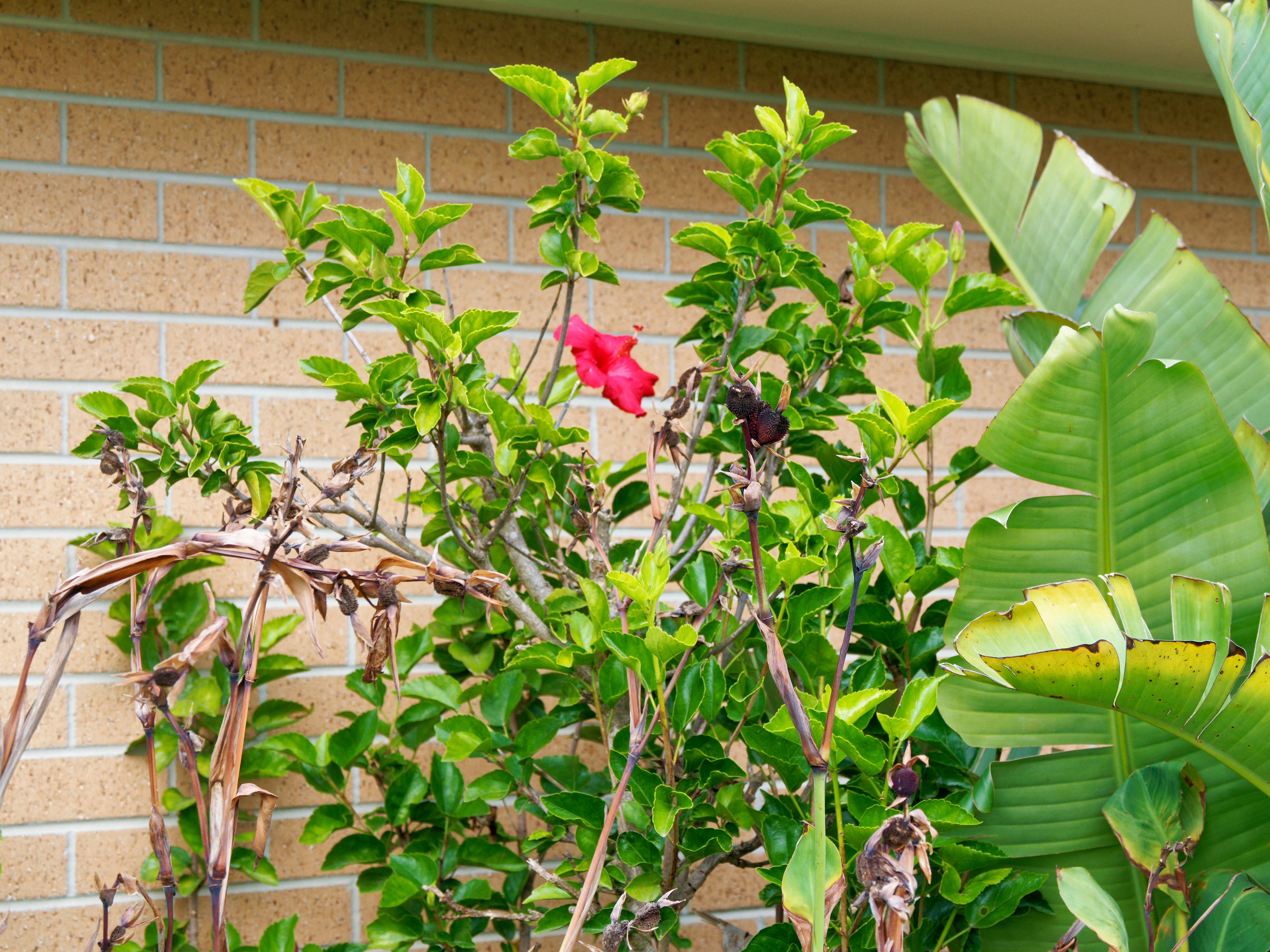 https://lemis.nyc3.digitaloceanspaces.com/grog/Photos/20260529/big/Hibiscus-rosa-sinensis-2.jpeg