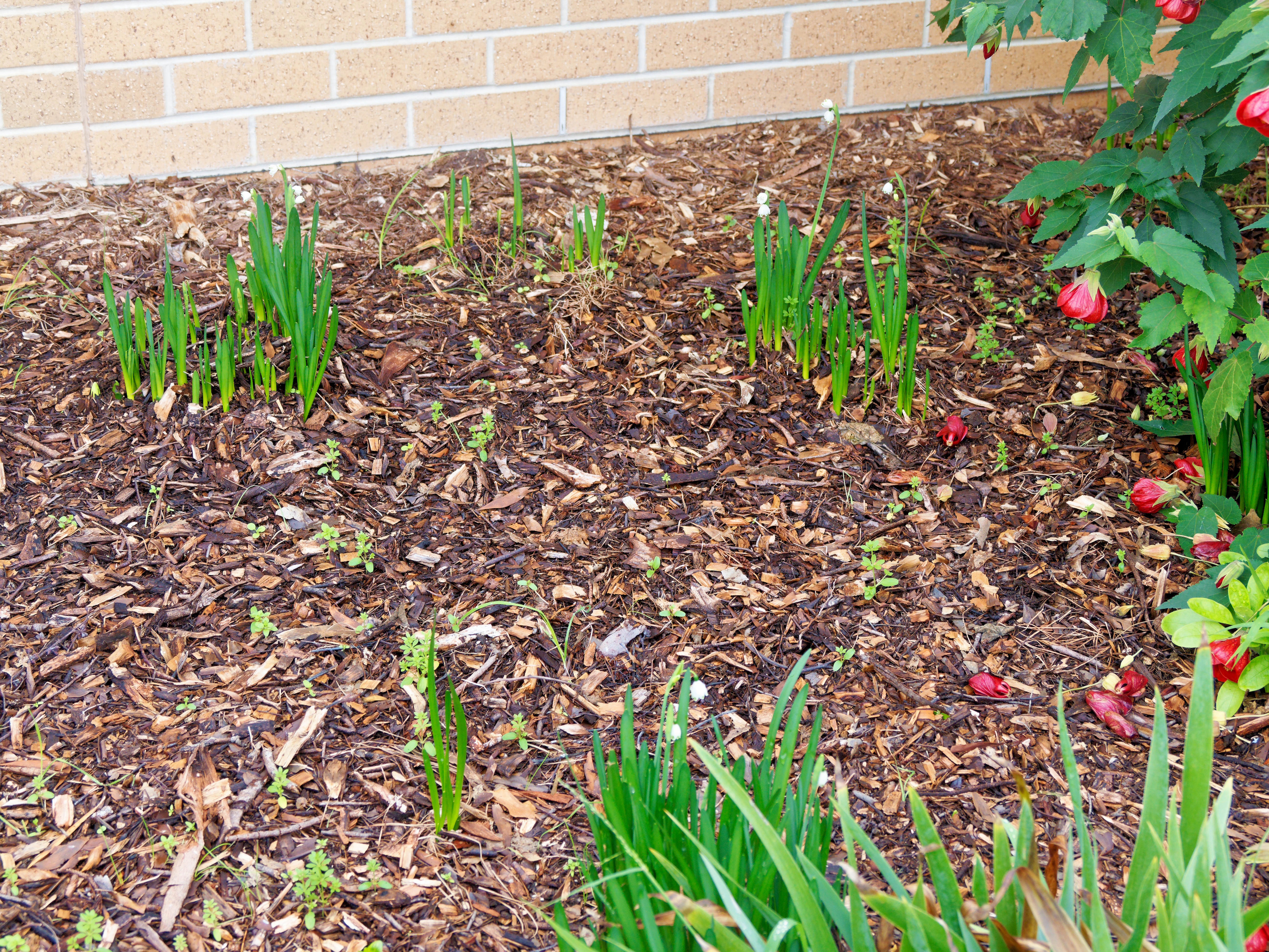 https://lemis.nyc3.digitaloceanspaces.com/grog/Photos/20260529/big/Snowdrops-1.jpeg