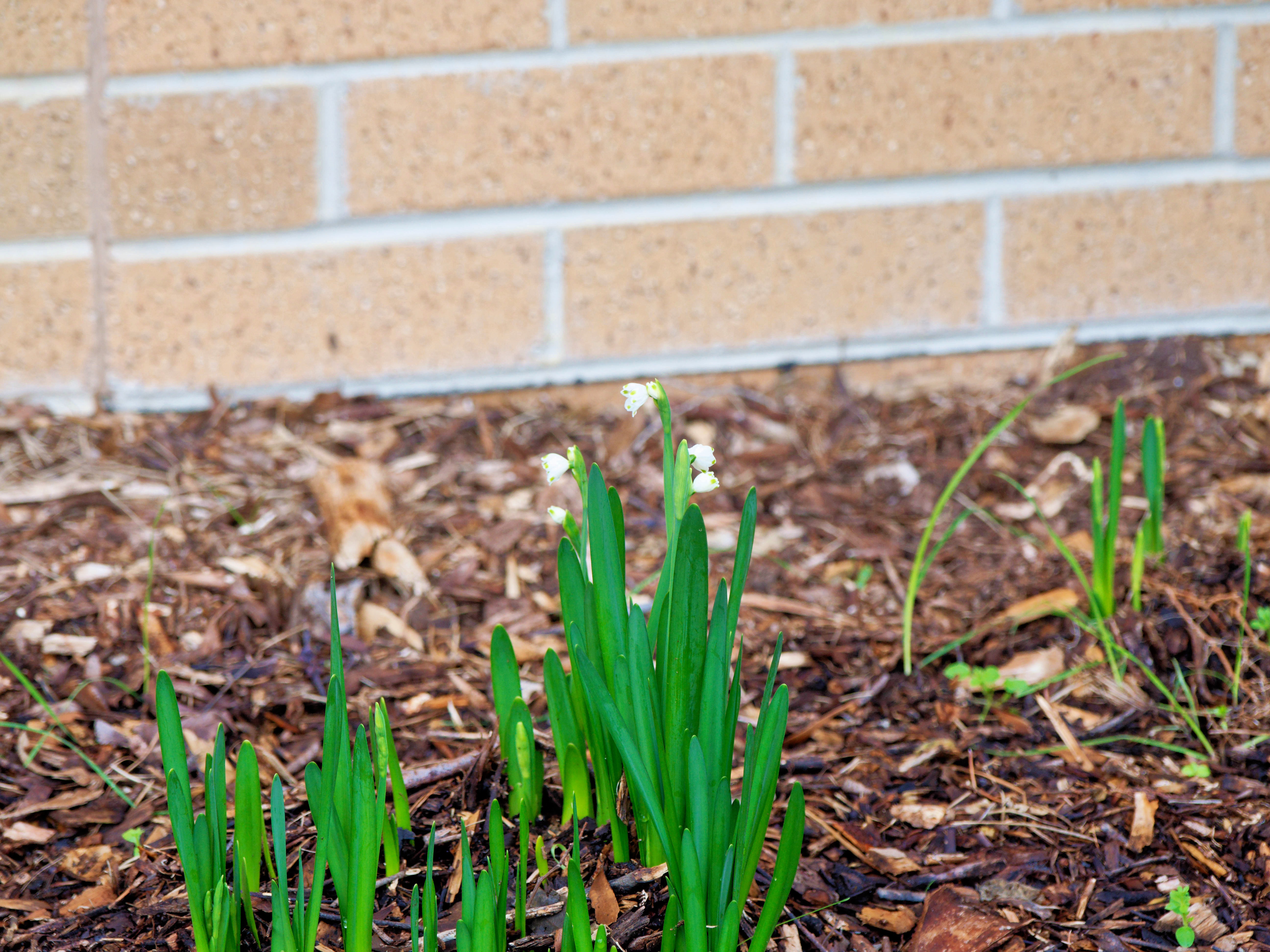 https://lemis.nyc3.digitaloceanspaces.com/grog/Photos/20260529/big/Snowdrops-2.jpeg