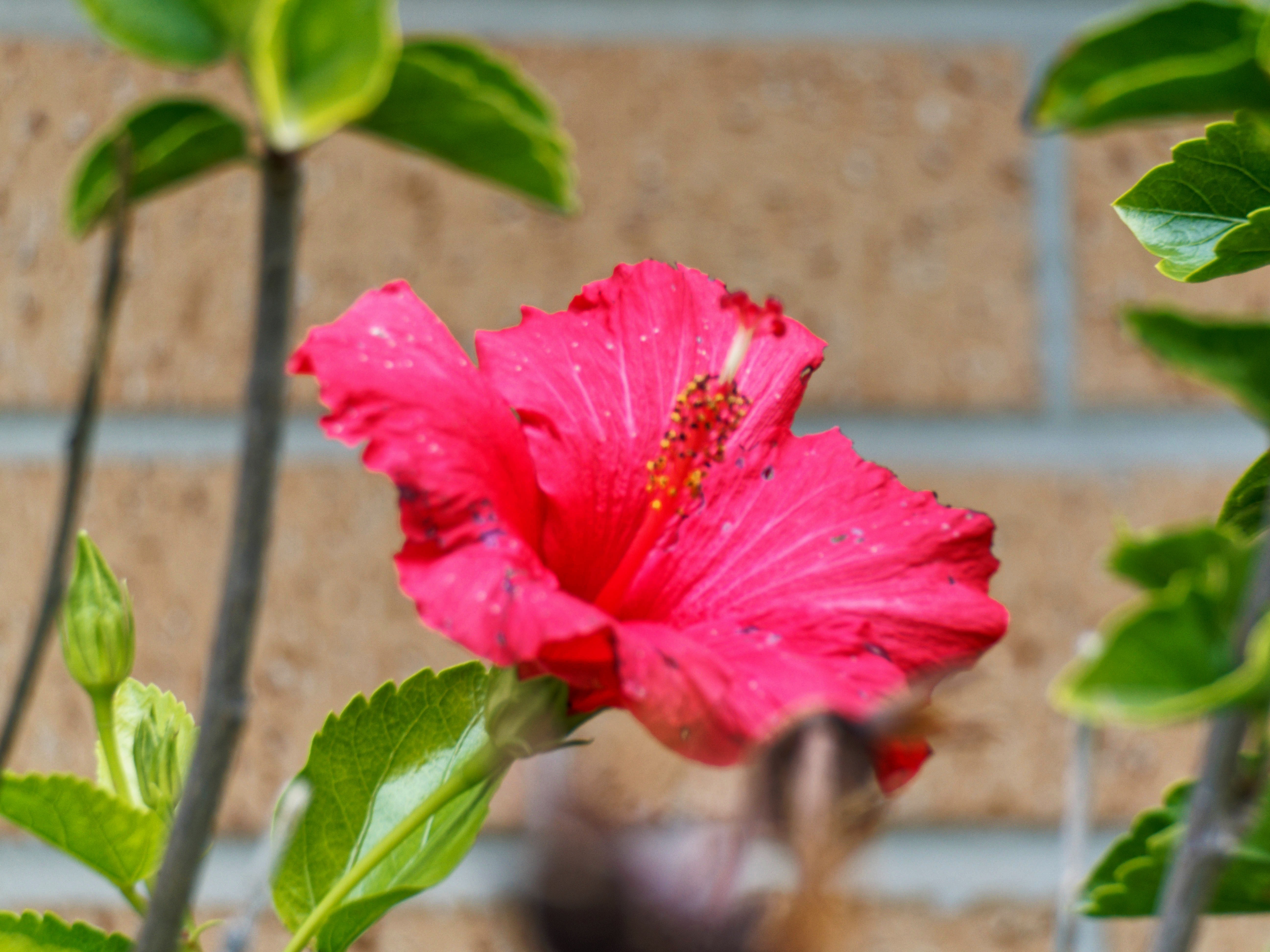 https://lemis.nyc3.digitaloceanspaces.com/grog/Photos/20260530/big/Hibiscus-rosa-sinensis-1.jpeg