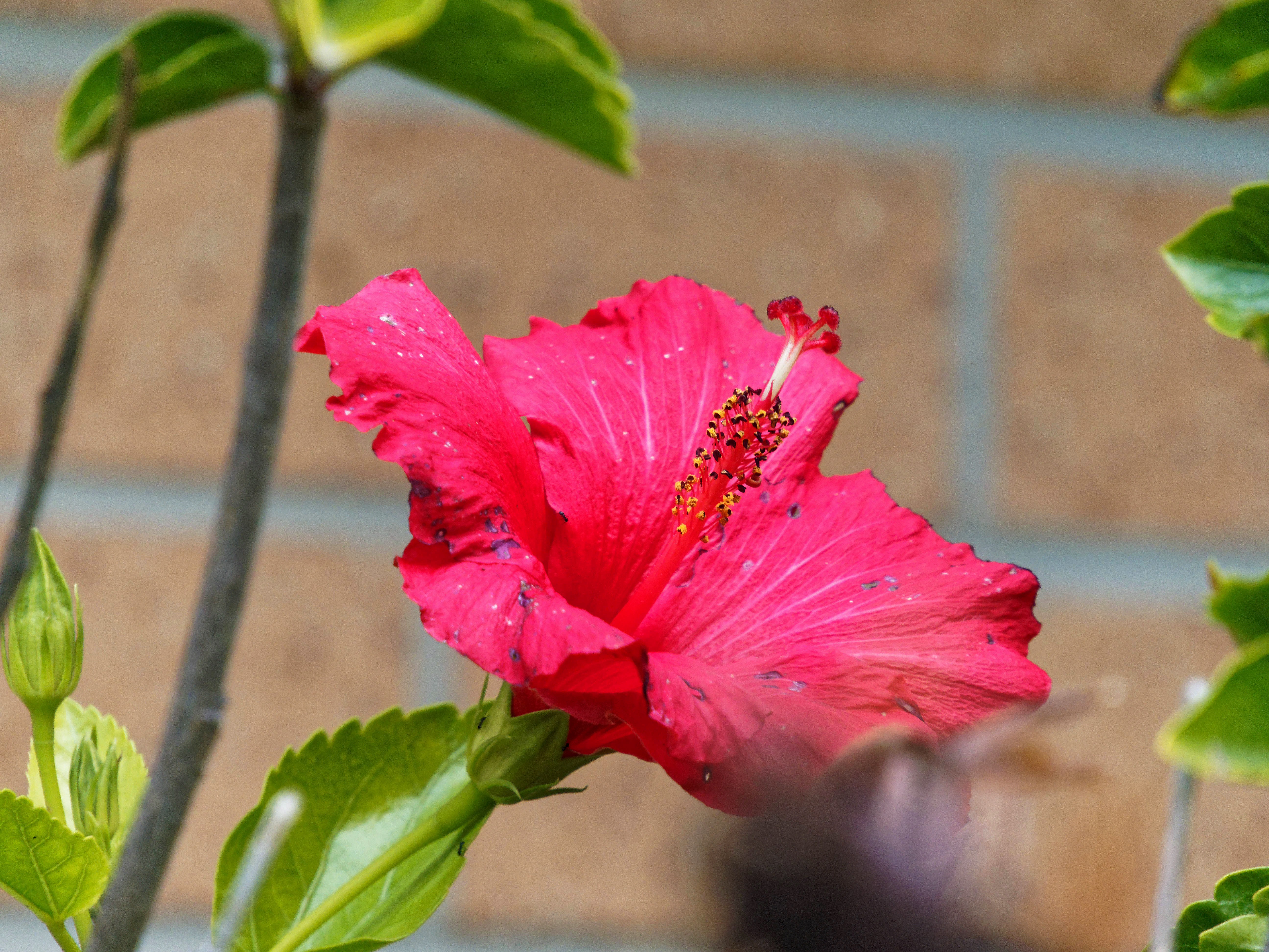 https://lemis.nyc3.digitaloceanspaces.com/grog/Photos/20260530/big/Hibiscus-rosa-sinensis-2.jpeg