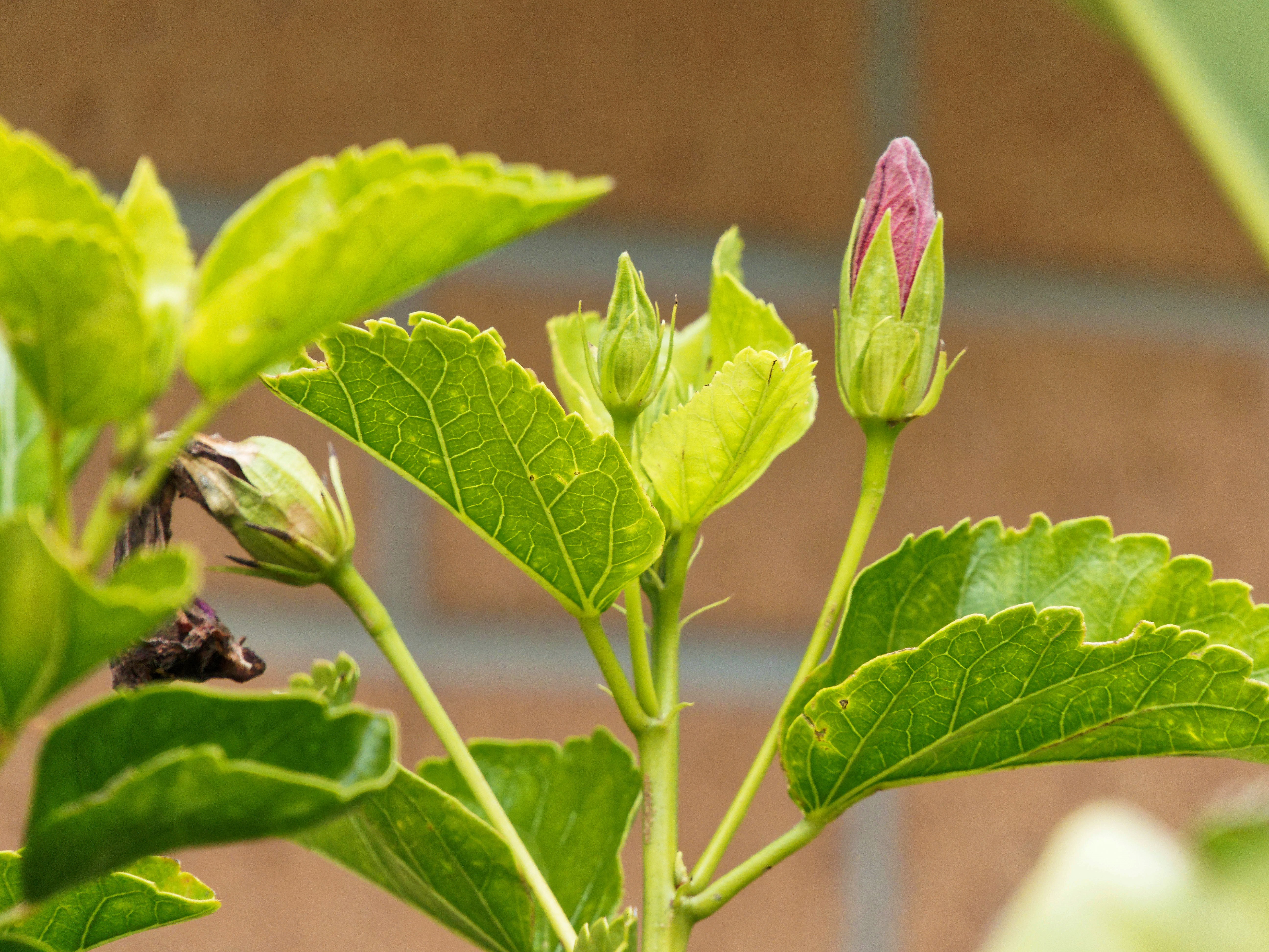 https://lemis.nyc3.digitaloceanspaces.com/grog/Photos/20260530/big/Hibiscus-rosa-sinensis-3.jpeg