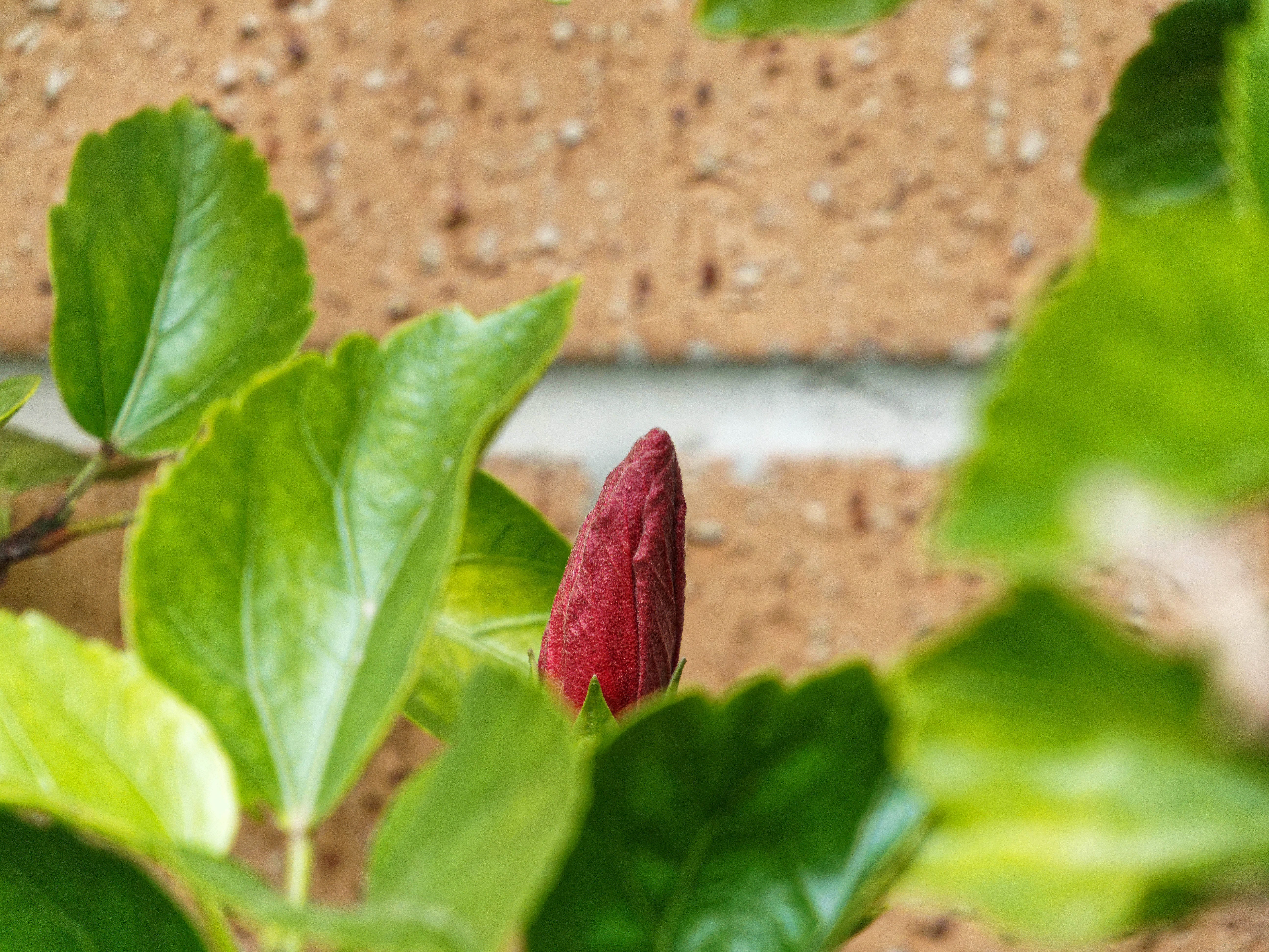 https://lemis.nyc3.digitaloceanspaces.com/grog/Photos/20260530/big/Hibiscus-rosa-sinensis-4.jpeg