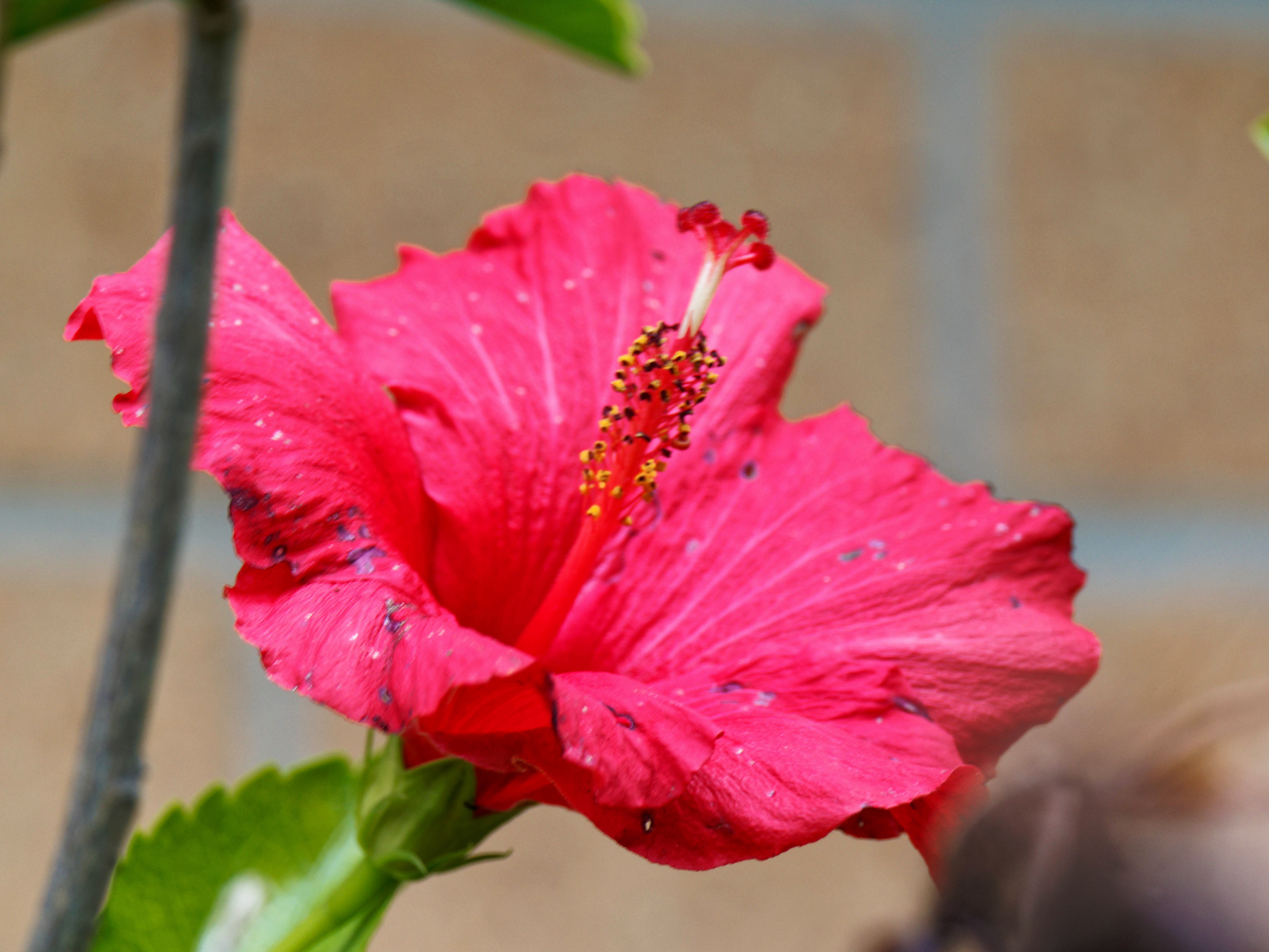 https://lemis.nyc3.digitaloceanspaces.com/grog/Photos/20260530/big/Hibiscus-rosa-sinensis-5.jpeg