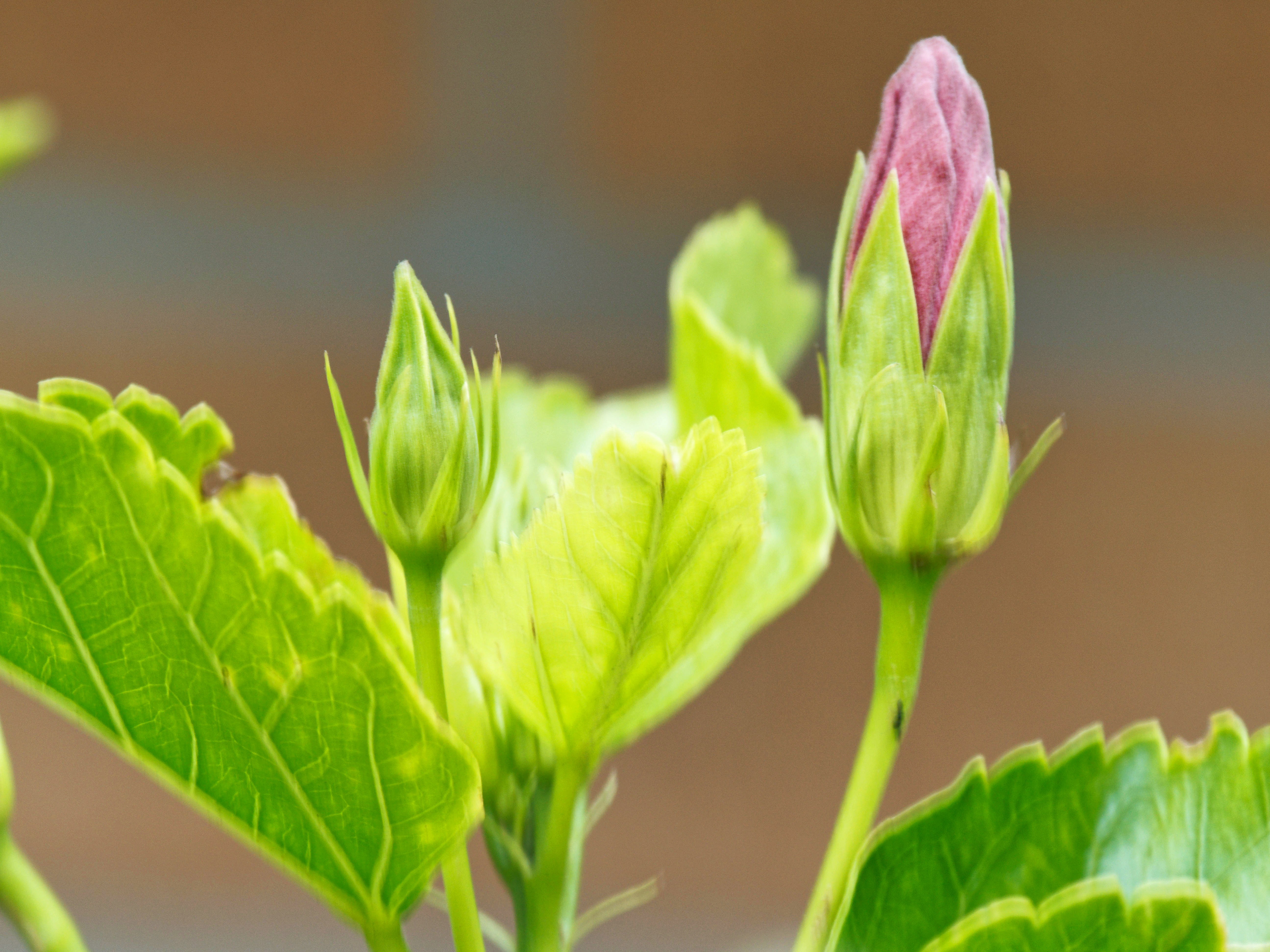 https://lemis.nyc3.digitaloceanspaces.com/grog/Photos/20260530/big/Hibiscus-rosa-sinensis-6.jpeg