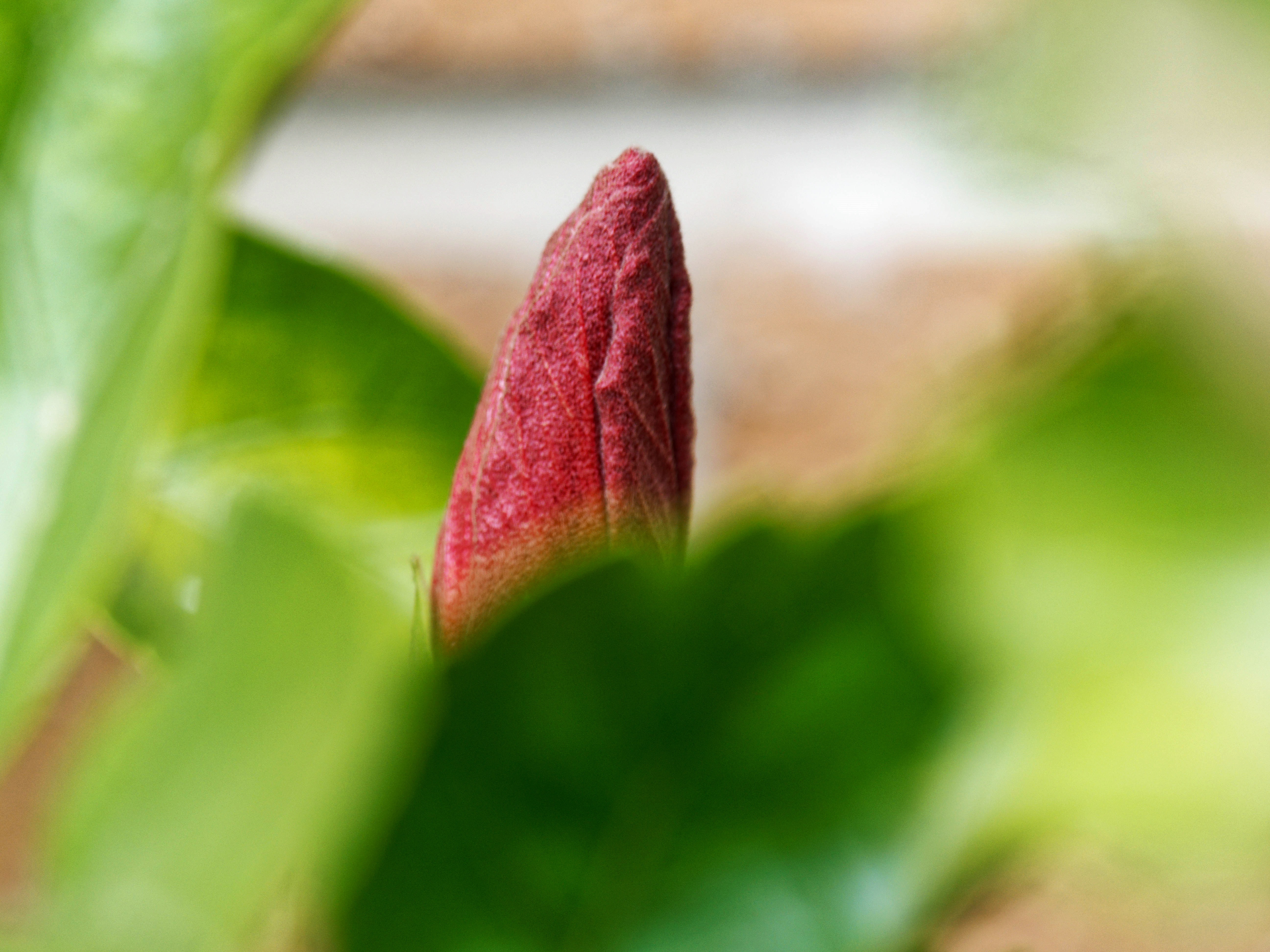 https://lemis.nyc3.digitaloceanspaces.com/grog/Photos/20260530/big/Hibiscus-rosa-sinensis-7.jpeg