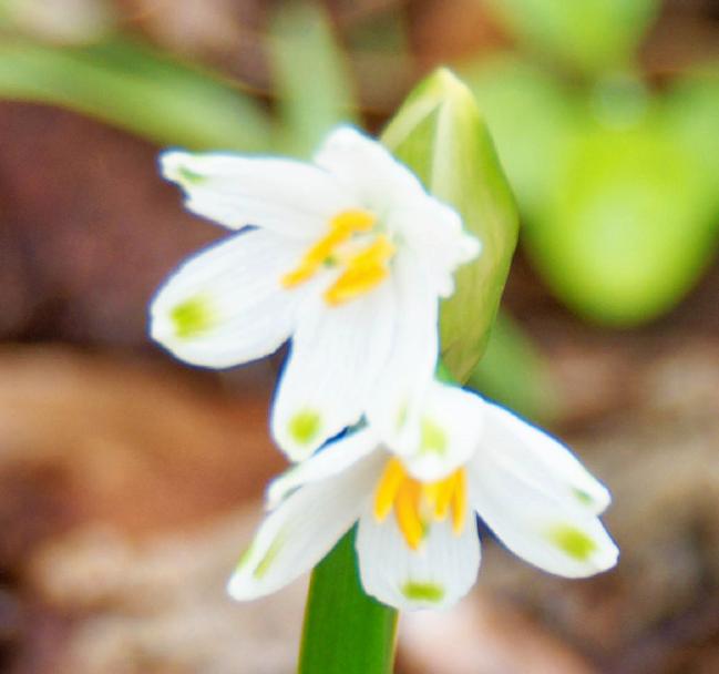 https://lemis.nyc3.digitaloceanspaces.com/grog/Photos/20260530/big/Narcissus-3-detail.jpeg