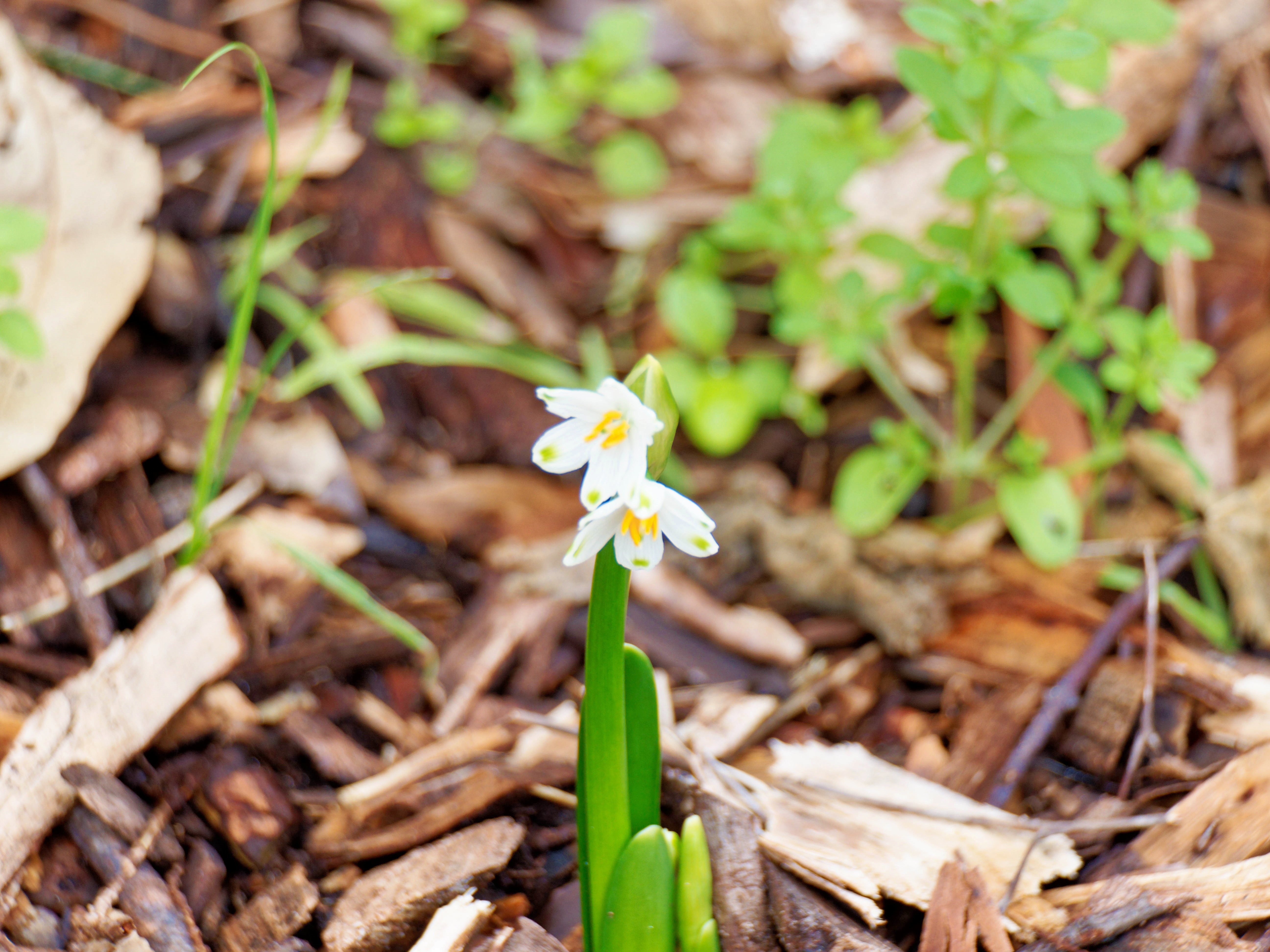 https://lemis.nyc3.digitaloceanspaces.com/grog/Photos/20260530/big/Narcissus-3.jpeg