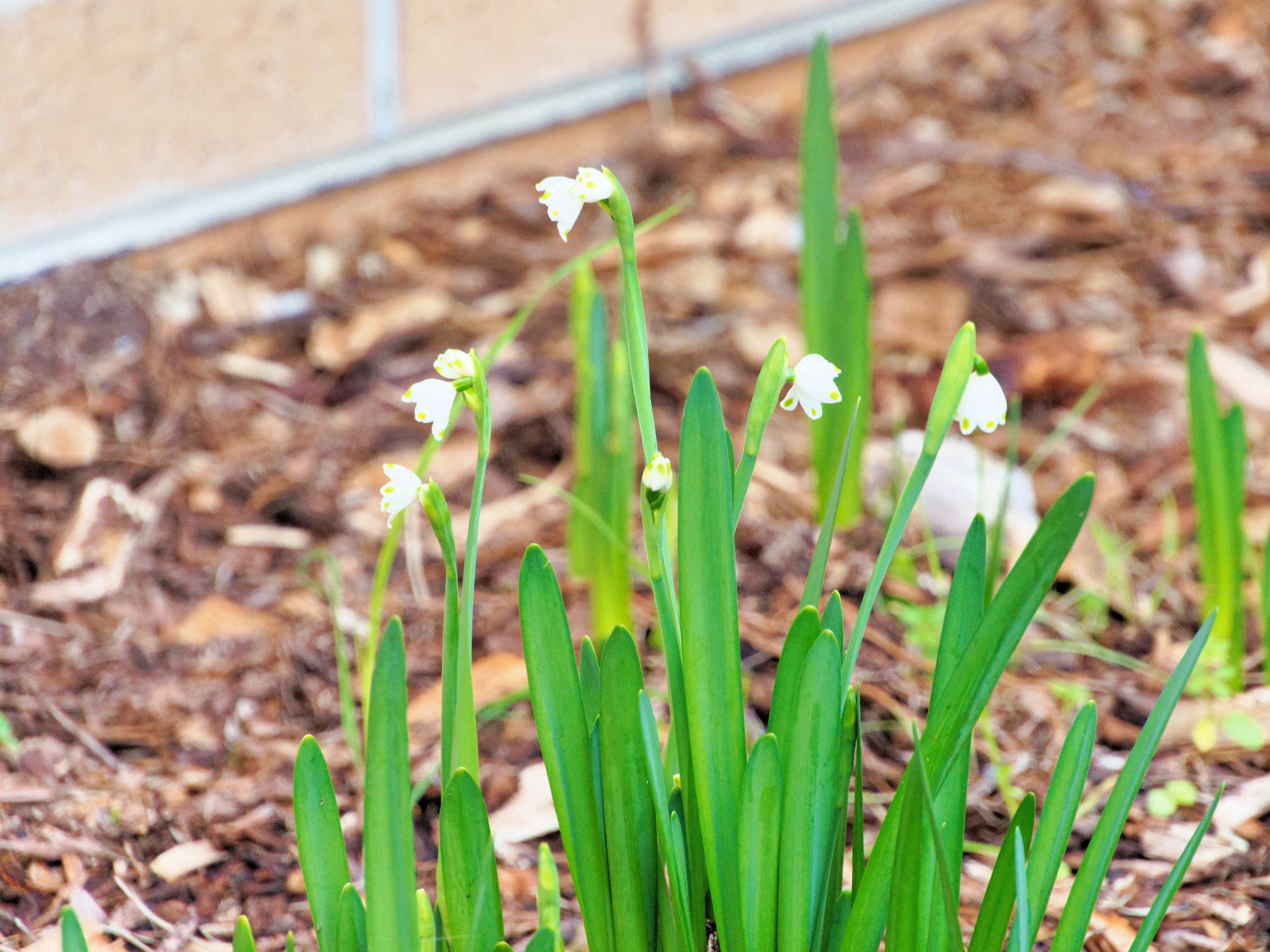https://lemis.nyc3.digitaloceanspaces.com/grog/Photos/20260530/big/Snowdrops-1.jpeg