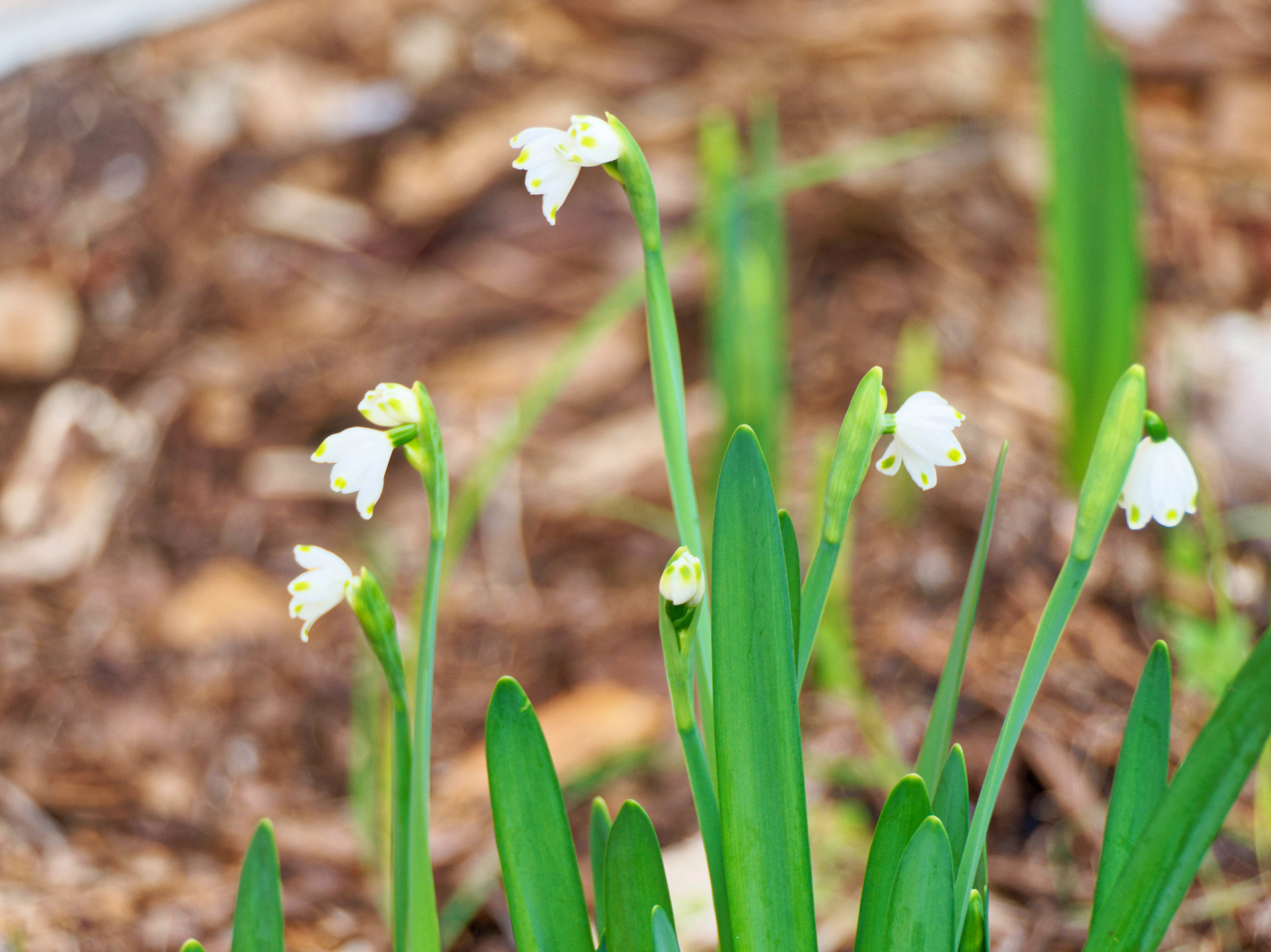 https://lemis.nyc3.digitaloceanspaces.com/grog/Photos/20260530/big/Snowdrops-2.jpeg