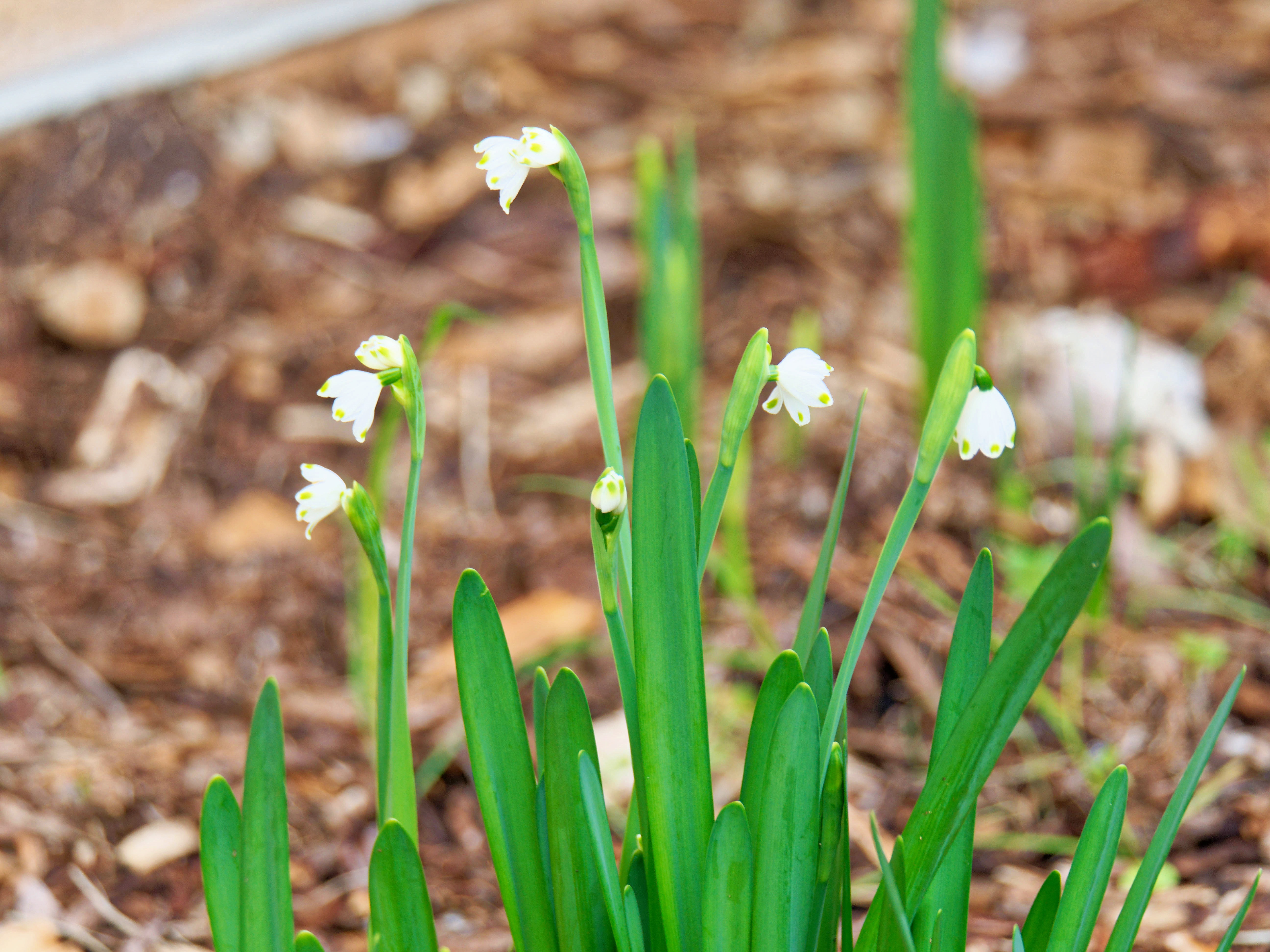 https://lemis.nyc3.digitaloceanspaces.com/grog/Photos/20260530/big/Snowdrops-3.jpeg