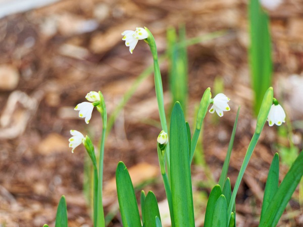https://lemis.nyc3.digitaloceanspaces.com/grog/Photos/20260530/small/Snowdrops-2.jpeg