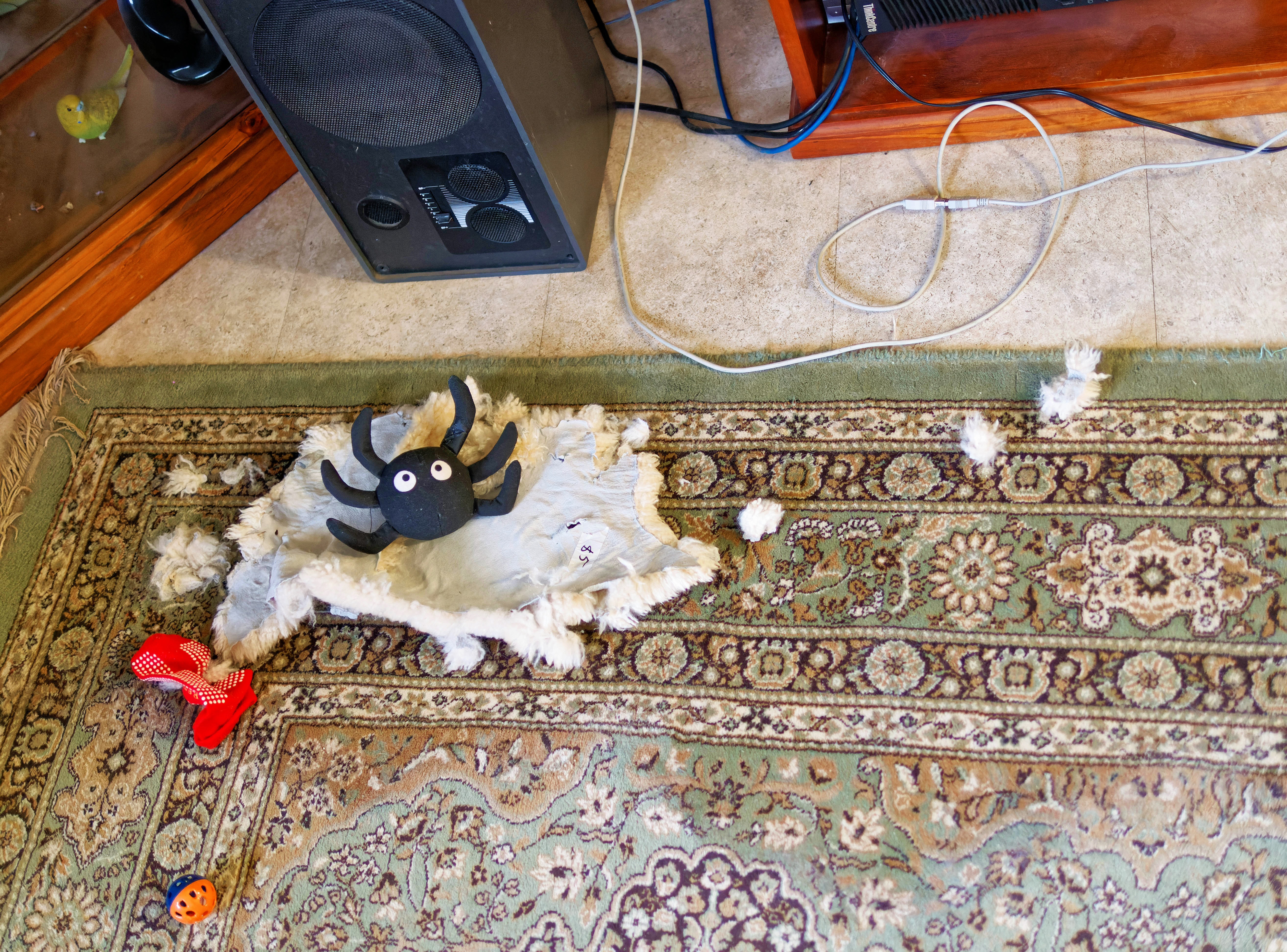 https://lemis.nyc3.digitaloceanspaces.com/grog/Photos/20260604/big/Cat-destruction-2.jpeg