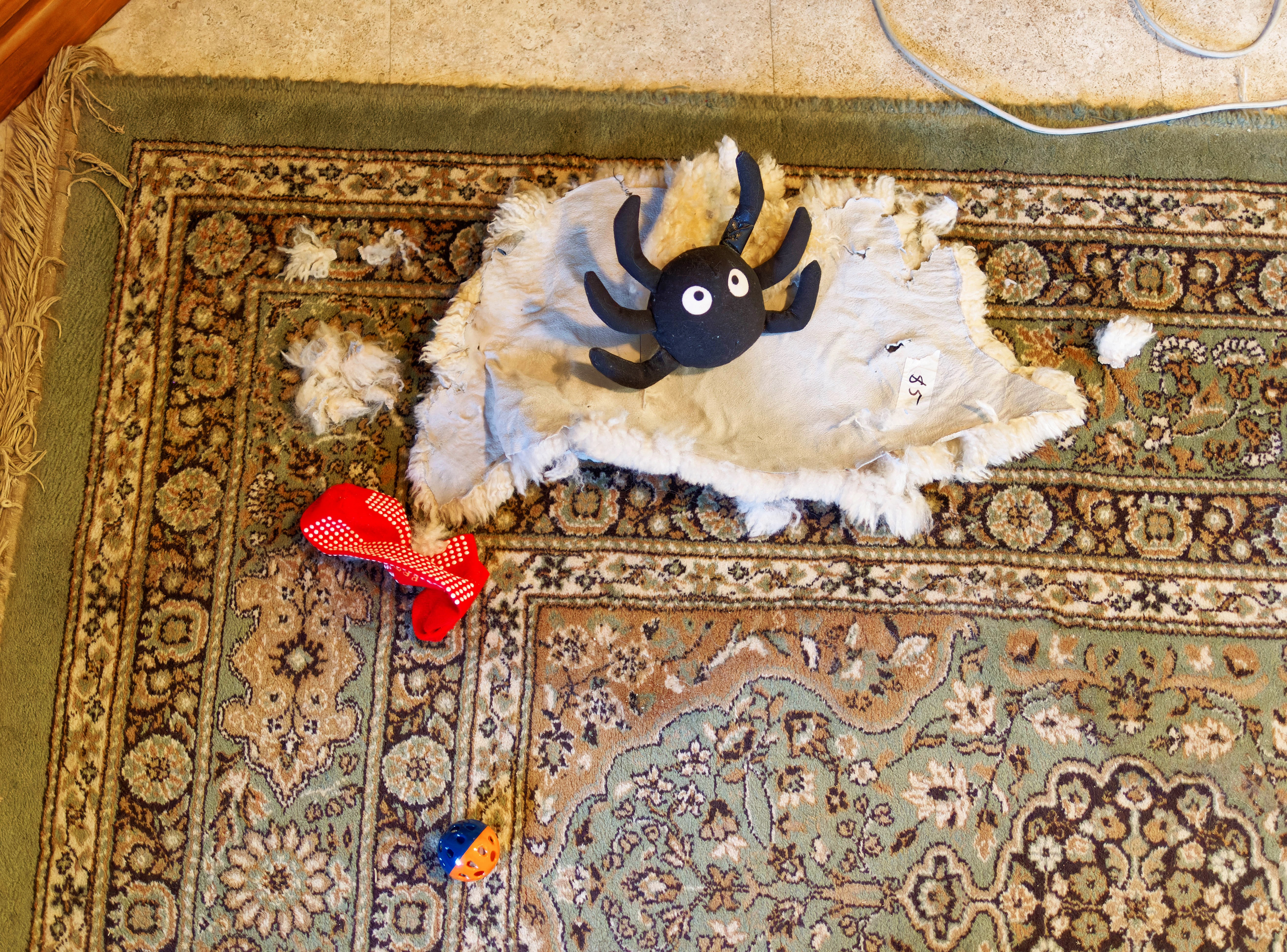 https://lemis.nyc3.digitaloceanspaces.com/grog/Photos/20260604/big/Cat-destruction-3.jpeg