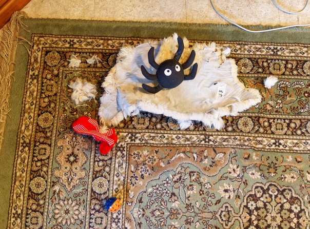 https://lemis.nyc3.digitaloceanspaces.com/grog/Photos/20260604/small/Cat-destruction-3.jpeg