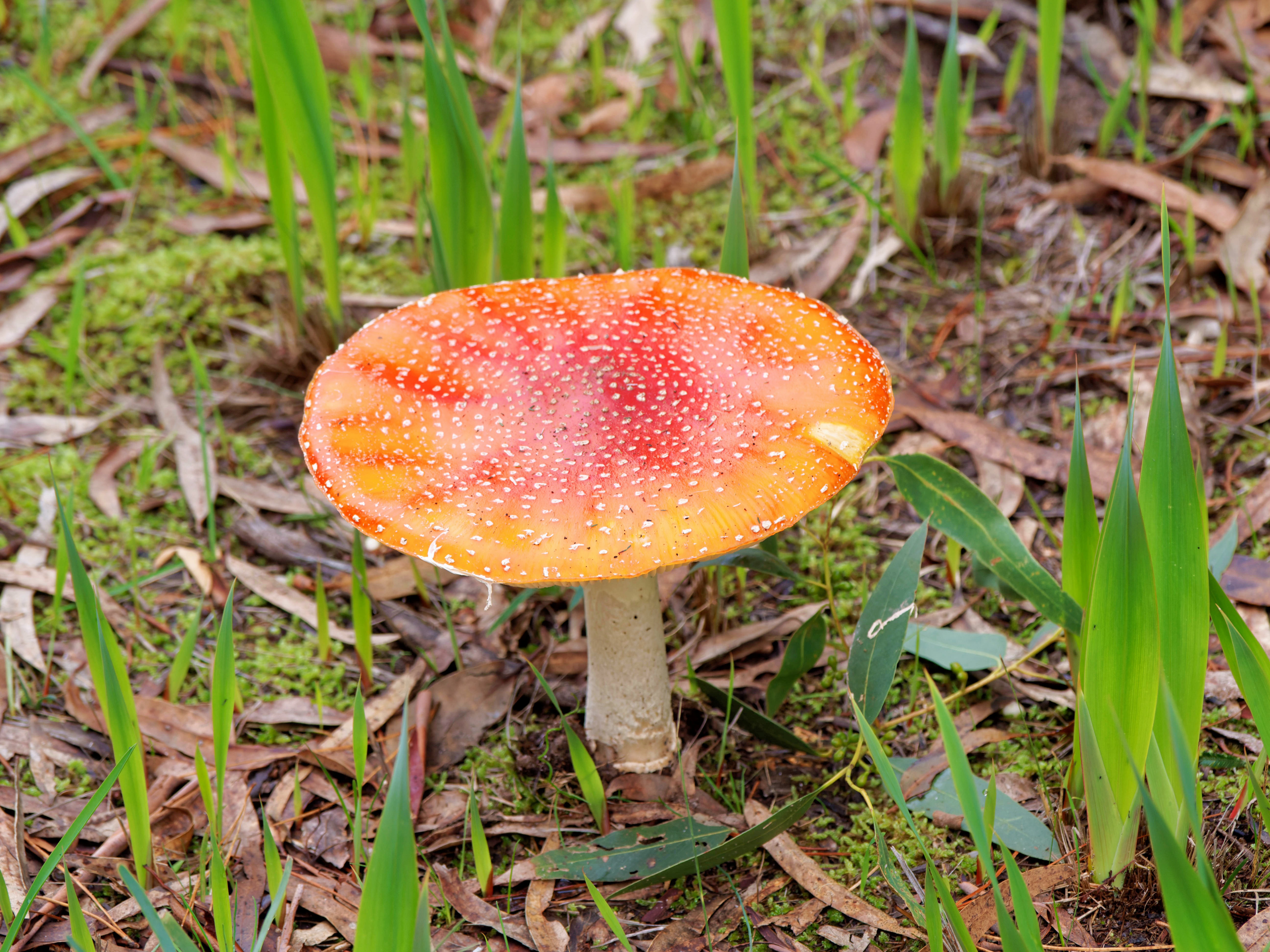 https://lemis.nyc3.digitaloceanspaces.com/grog/Photos/20260607/big/Mushroom-1.jpeg