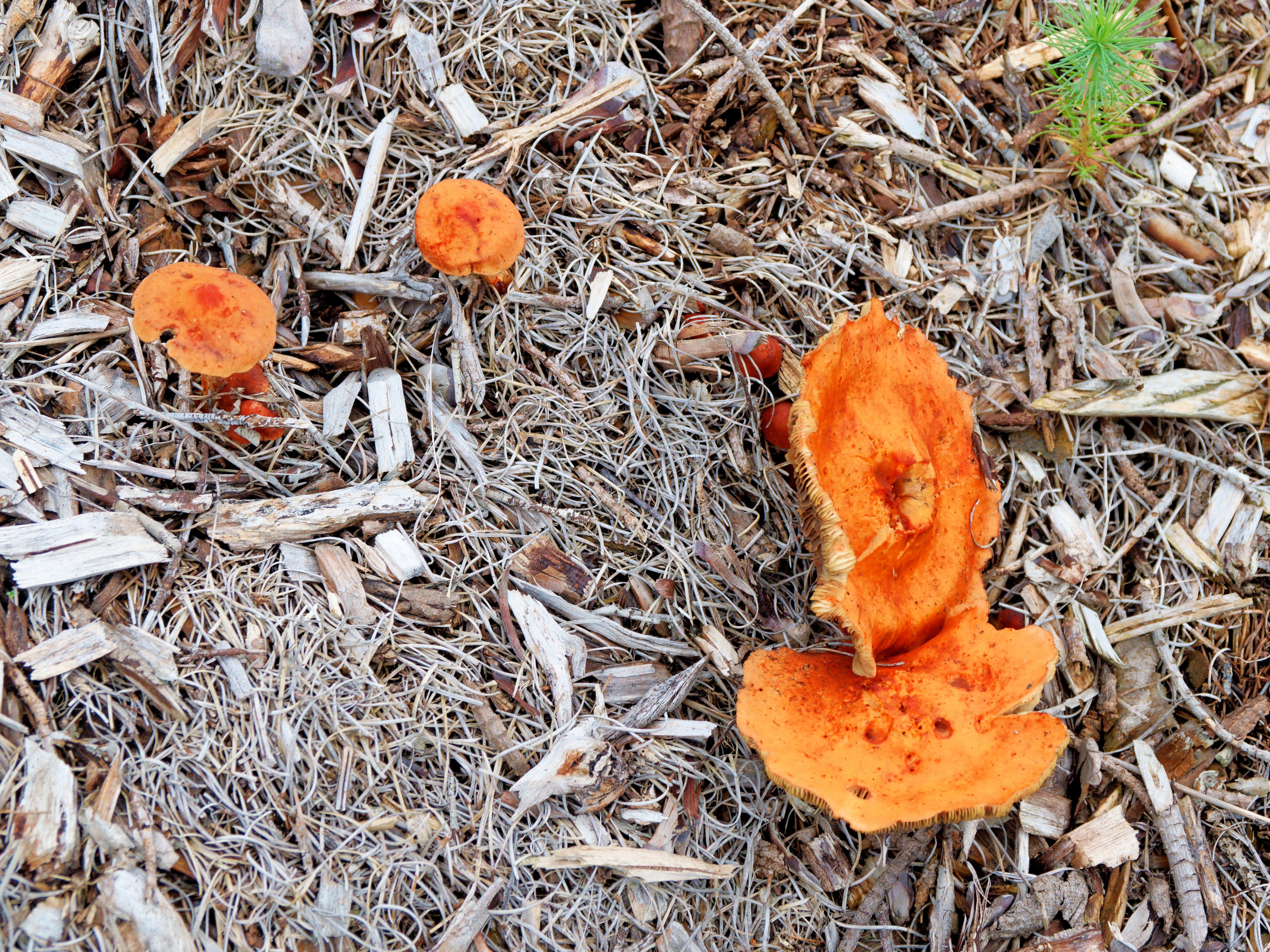 https://lemis.nyc3.digitaloceanspaces.com/grog/Photos/20260607/big/Mushroom-4.jpeg