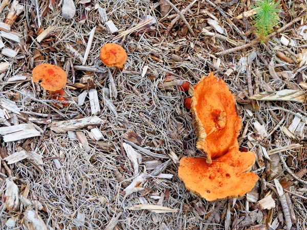 https://lemis.nyc3.digitaloceanspaces.com/grog/Photos/20260607/small/Mushroom-4.jpeg
