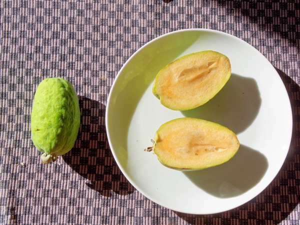 https://lemis.nyc3.digitaloceanspaces.com/grog/Photos/20260611/small/Feijoa-1.jpeg