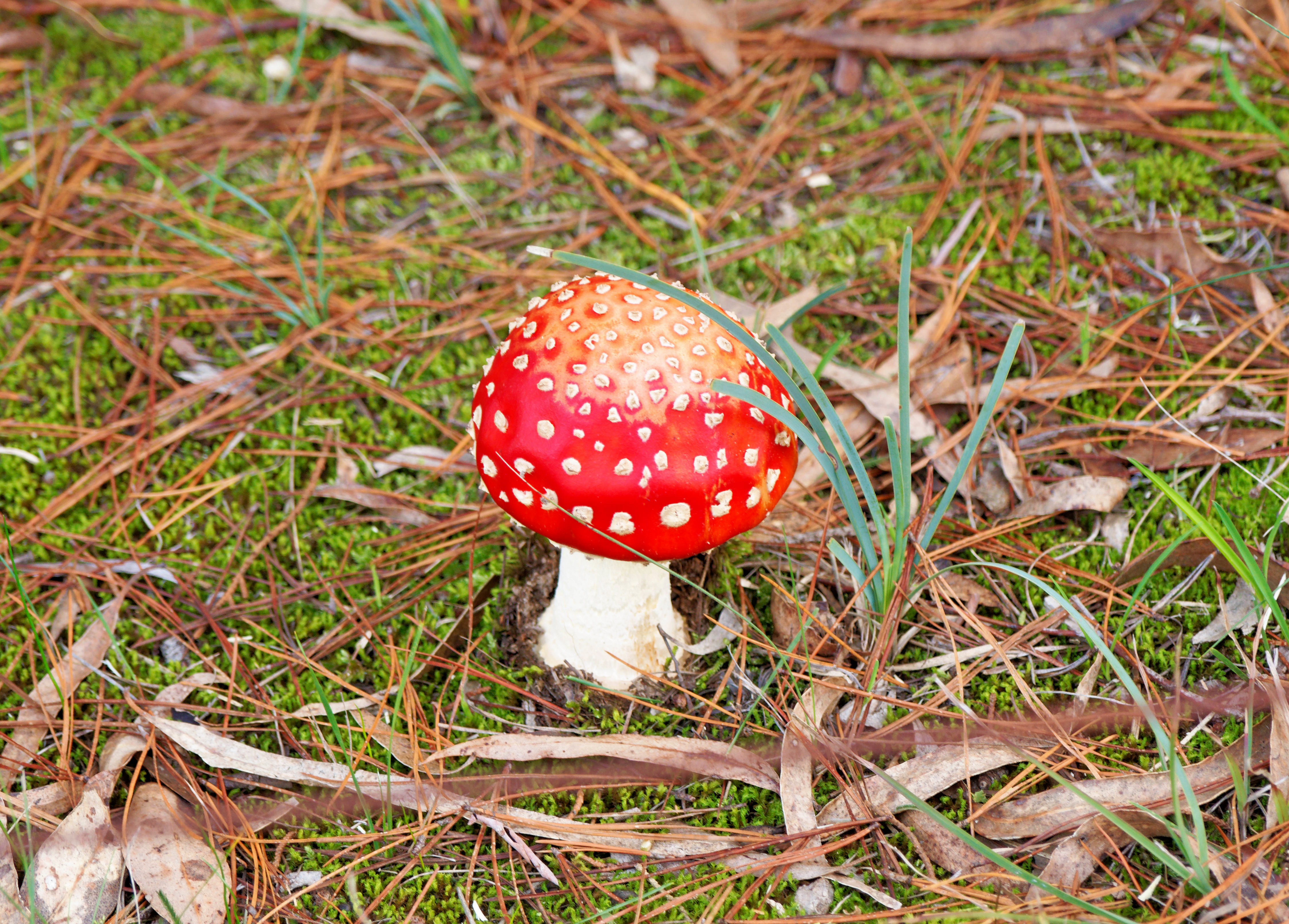 https://lemis.nyc3.digitaloceanspaces.com/grog/Photos/20260612/big/Amanita-muscaria.jpeg
