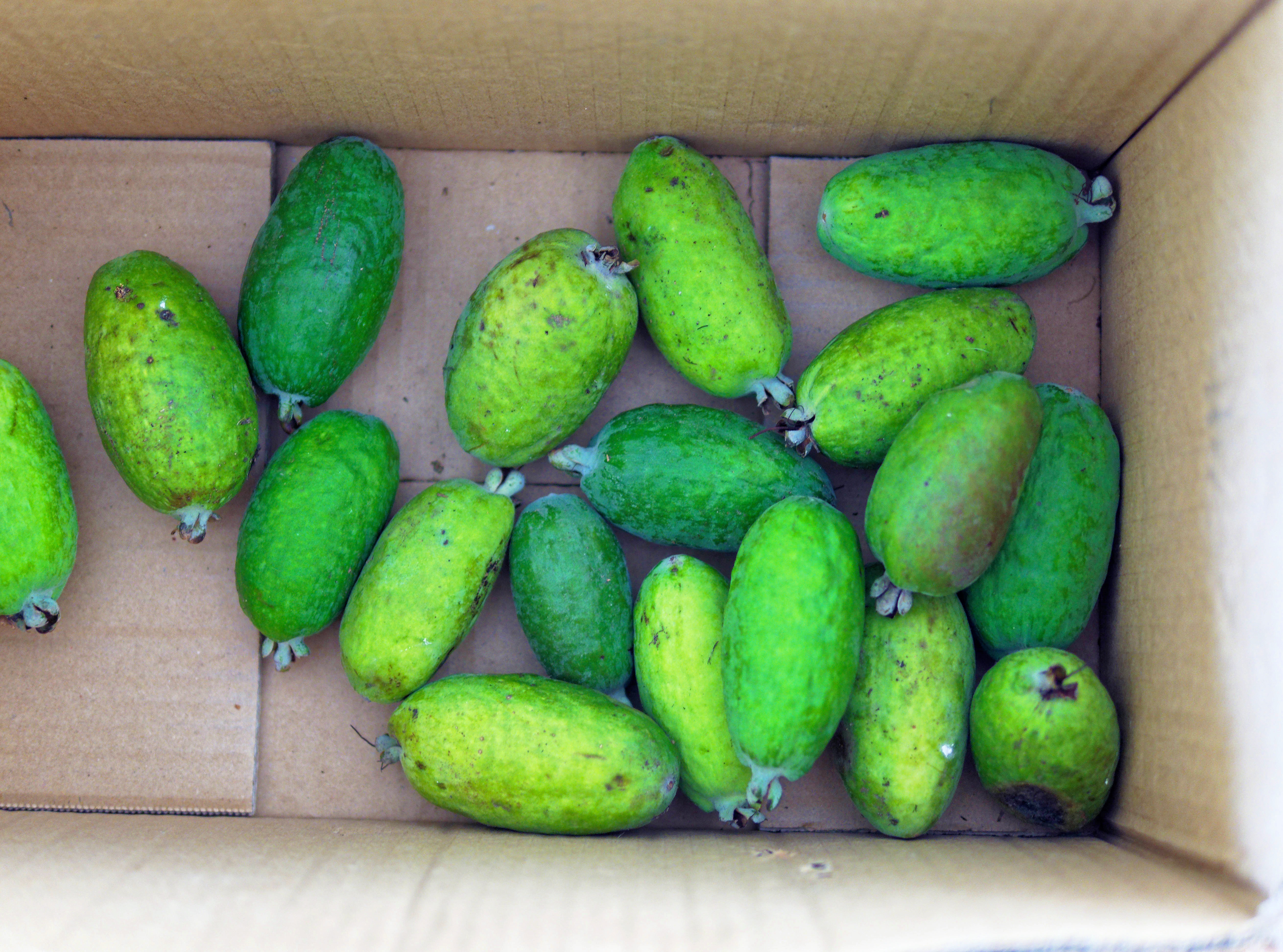 https://lemis.nyc3.digitaloceanspaces.com/grog/Photos/20260612/big/Feijoa-1.jpeg