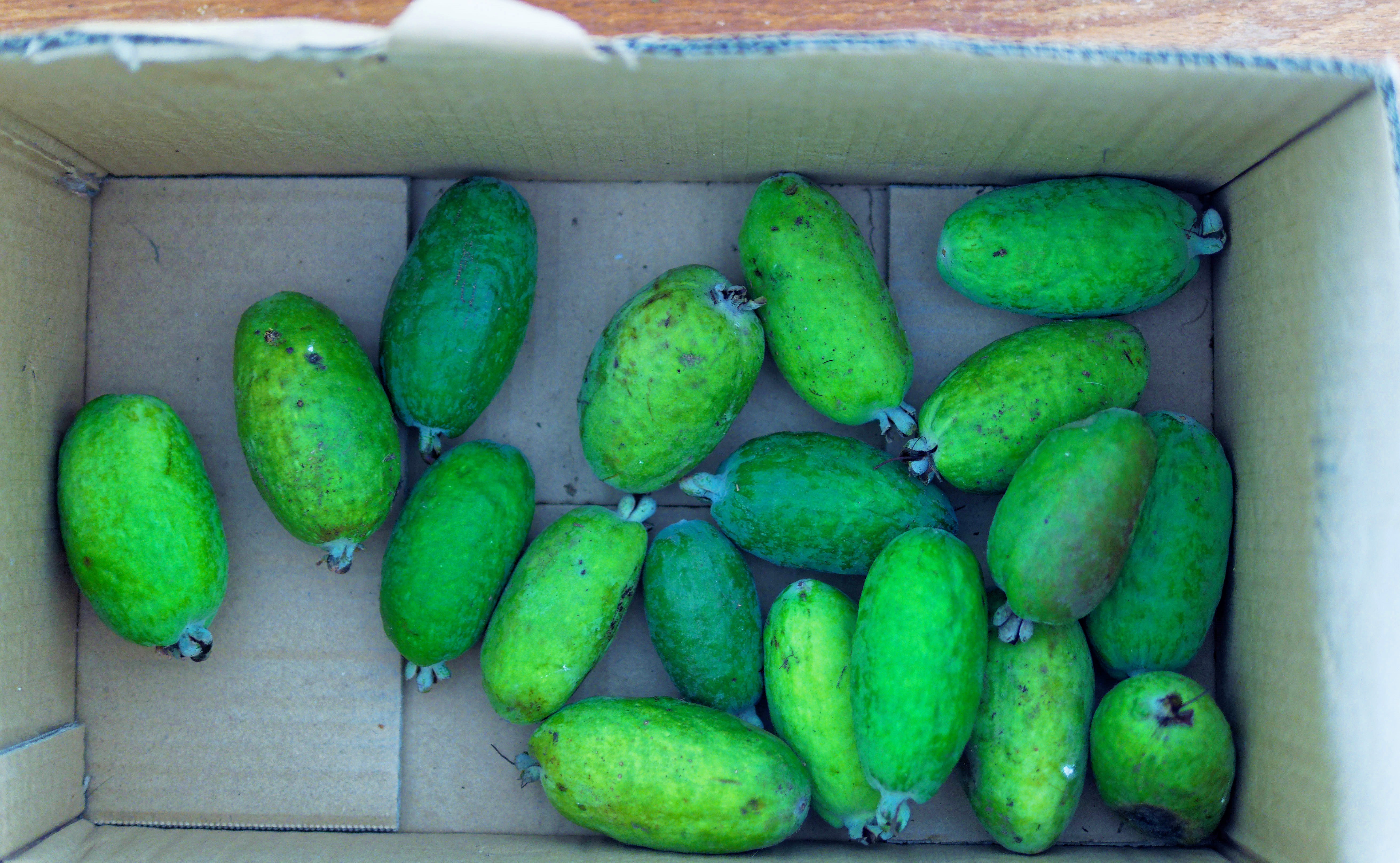 https://lemis.nyc3.digitaloceanspaces.com/grog/Photos/20260612/big/Feijoa-2.jpeg