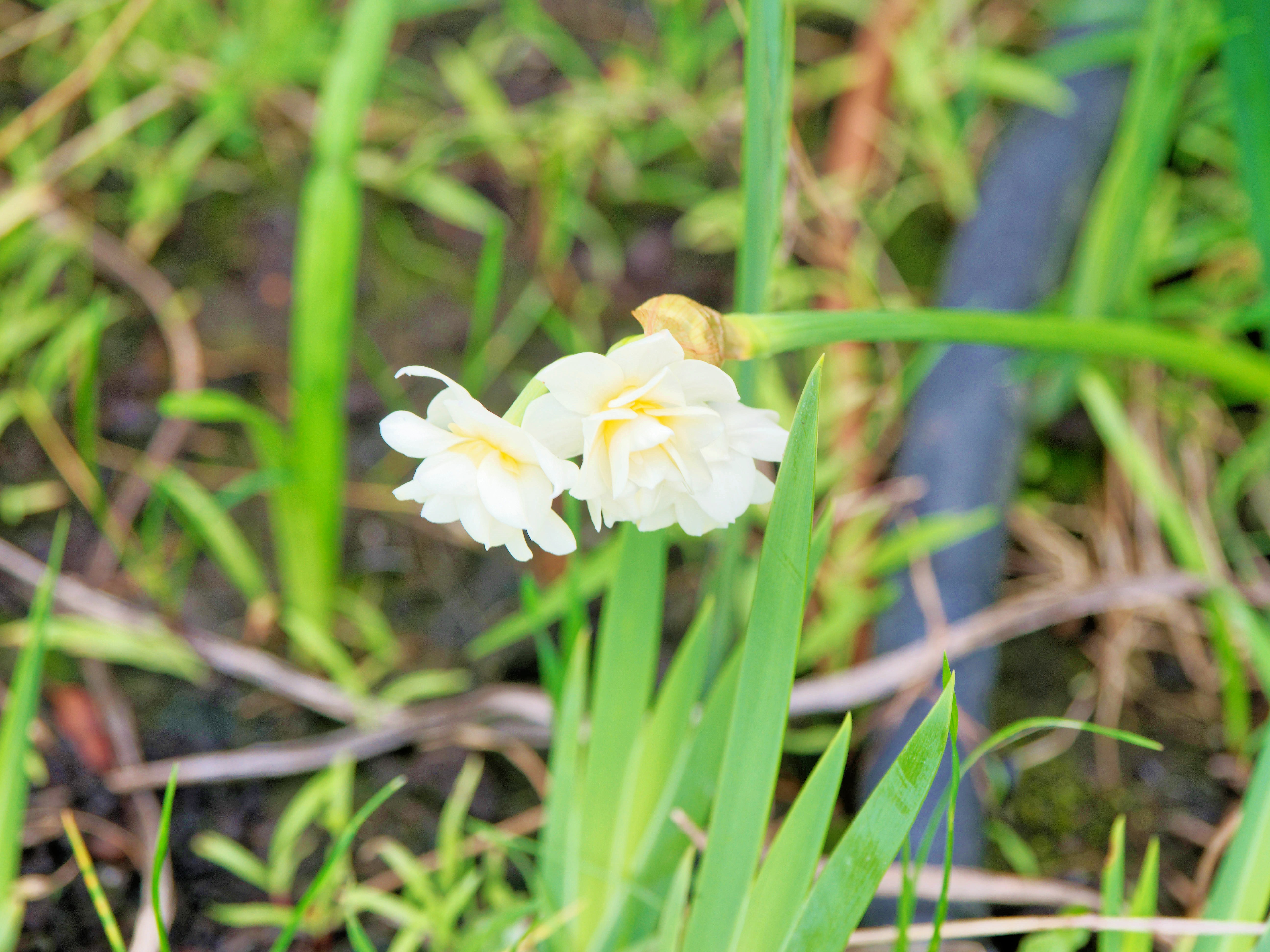 https://lemis.nyc3.digitaloceanspaces.com/grog/Photos/20260612/big/Narcissus.jpeg