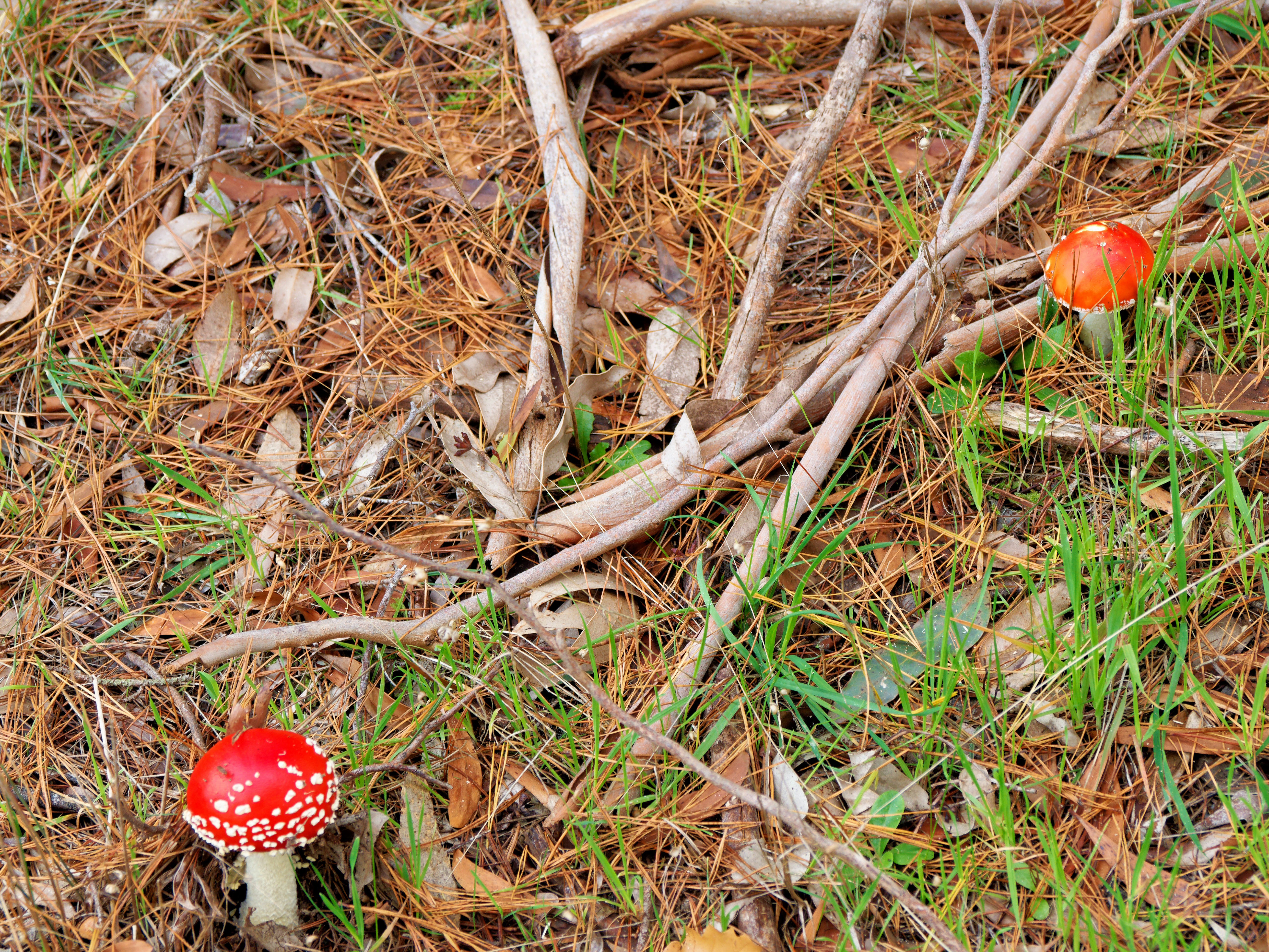 https://lemis.nyc3.digitaloceanspaces.com/grog/Photos/20260613/big/Amanita-muscaria-3.jpeg