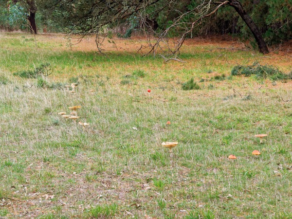 https://lemis.nyc3.digitaloceanspaces.com/grog/Photos/20260613/small/Amanita-muscaria-1.jpeg