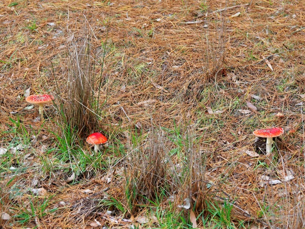 https://lemis.nyc3.digitaloceanspaces.com/grog/Photos/20260613/small/Amanita-muscaria-2.jpeg