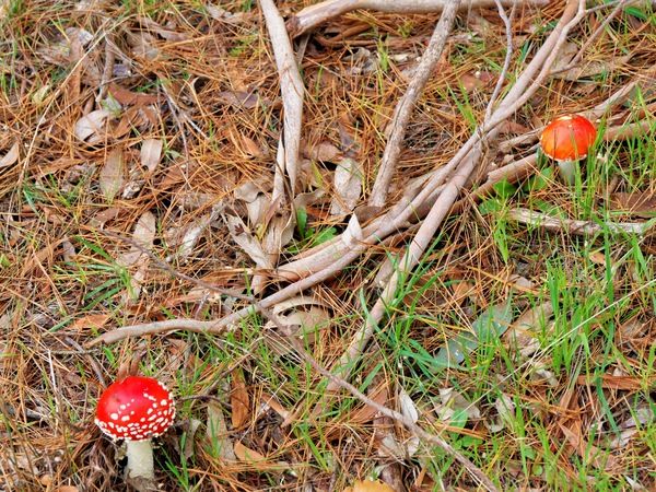 https://lemis.nyc3.digitaloceanspaces.com/grog/Photos/20260613/small/Amanita-muscaria-3.jpeg