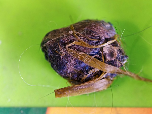 https://lemis.nyc3.digitaloceanspaces.com/grog/Photos/20260616/small/Droppings-4.jpeg