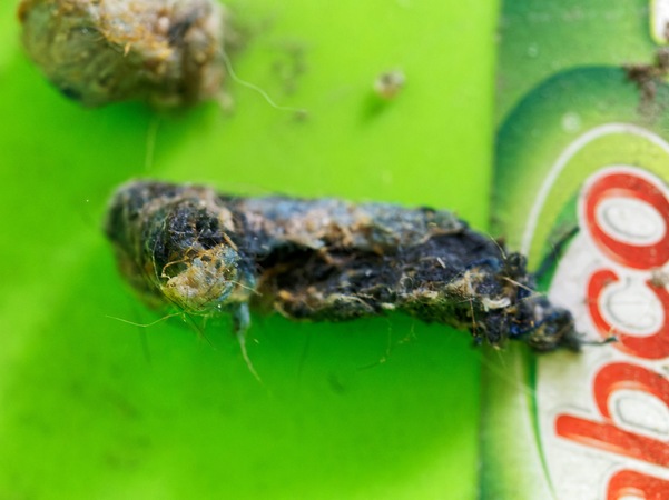 https://lemis.nyc3.digitaloceanspaces.com/grog/Photos/20260616/small/Droppings-5.jpeg
