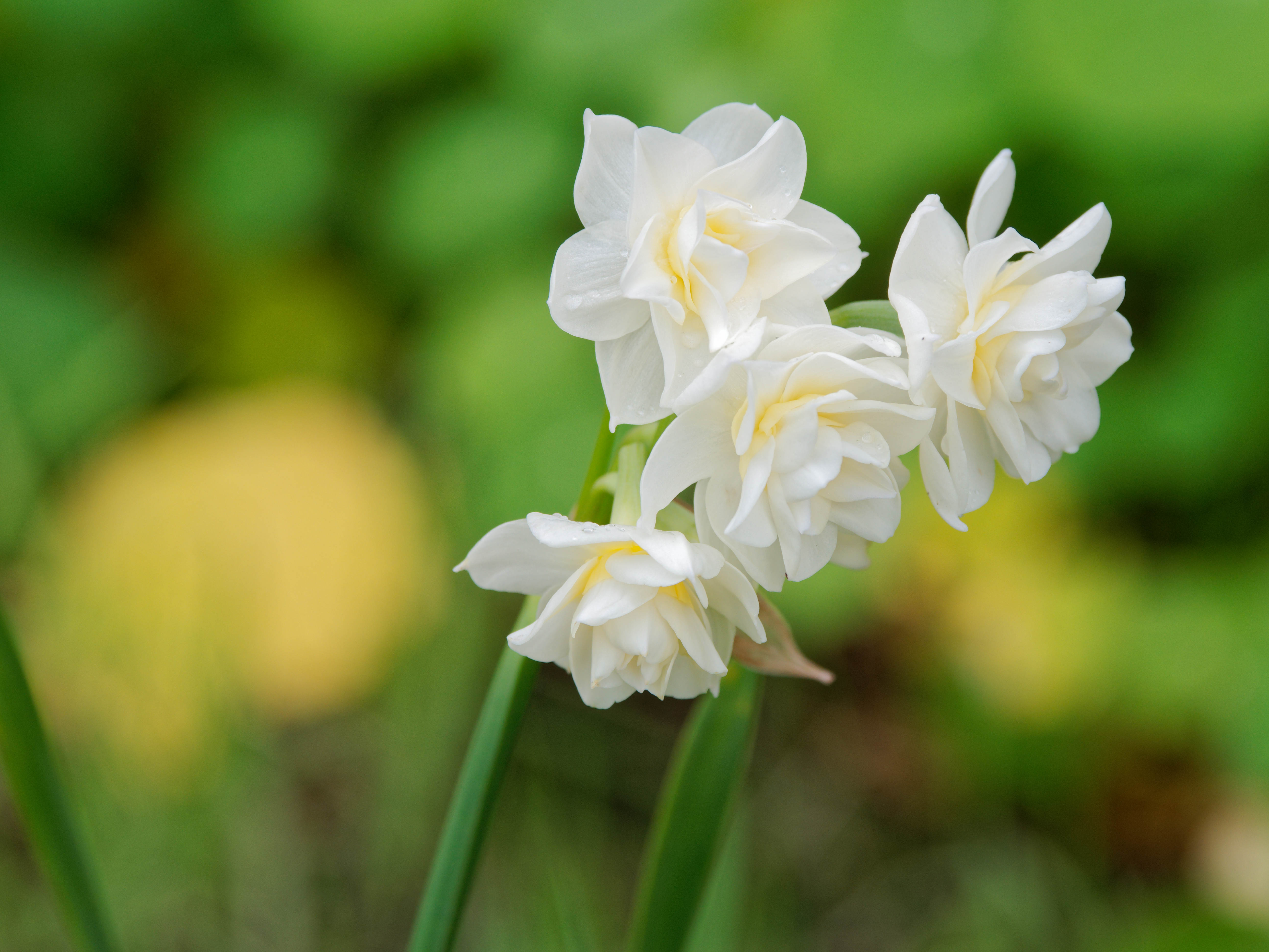 https://lemis.nyc3.digitaloceanspaces.com/grog/Photos/20260618/big/Narcissus.jpeg