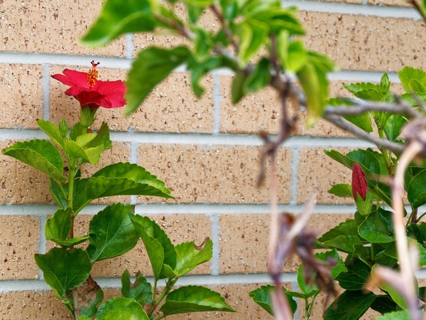 https://lemis.nyc3.digitaloceanspaces.com/grog/Photos/20260618/small/Hibiscus-rosa-sinensis-1.jpeg