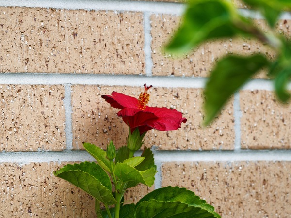 https://lemis.nyc3.digitaloceanspaces.com/grog/Photos/20260618/small/Hibiscus-rosa-sinensis-2.jpeg