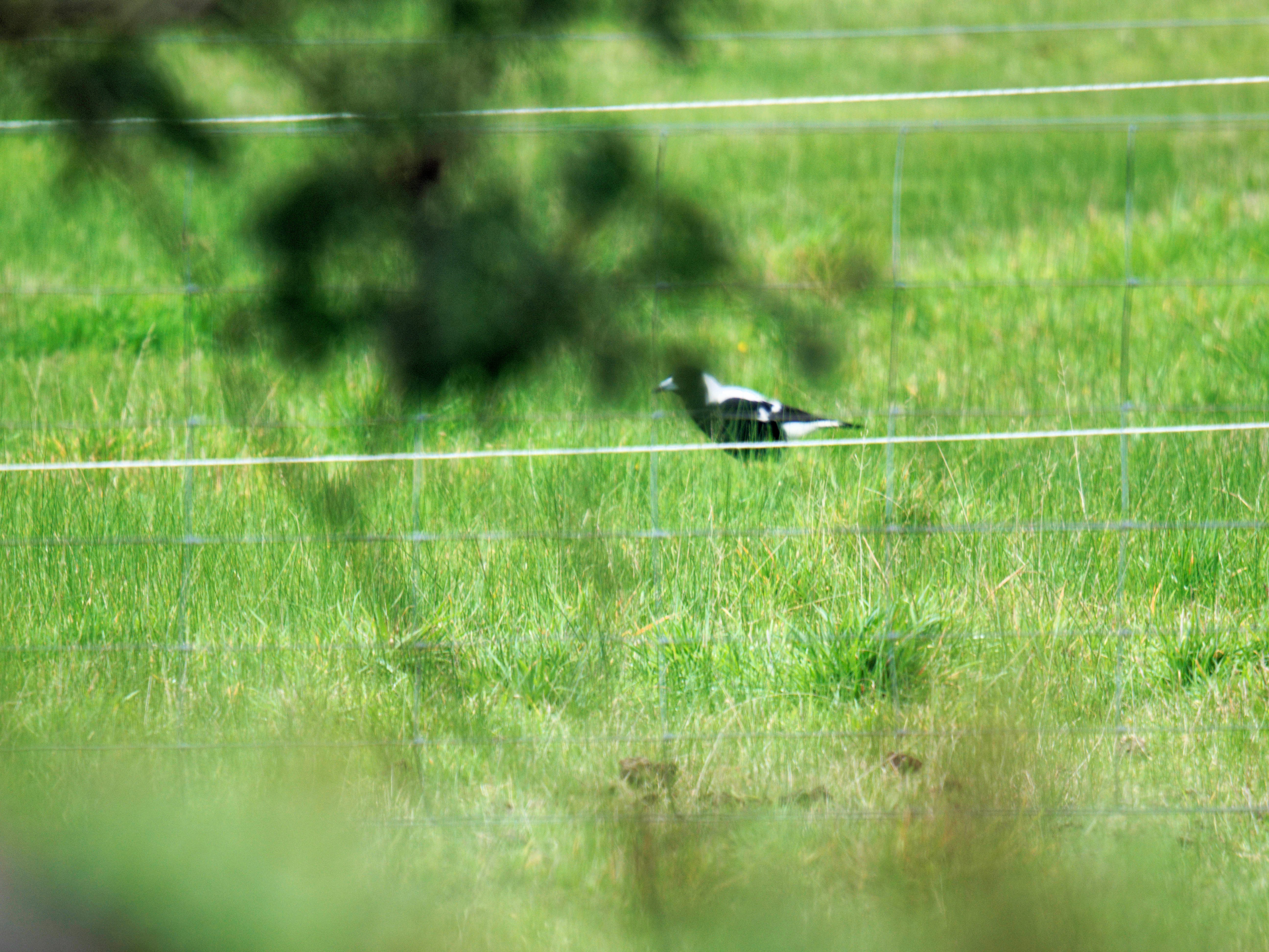 https://lemis.nyc3.digitaloceanspaces.com/grog/Photos/20260619/big/Magpie-lark.jpeg