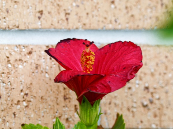 https://lemis.nyc3.digitaloceanspaces.com/grog/Photos/20260619/small/Hibiscus-rosa-sinensis-1.jpeg