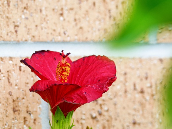 https://lemis.nyc3.digitaloceanspaces.com/grog/Photos/20260619/small/Hibiscus-rosa-sinensis-2.jpeg