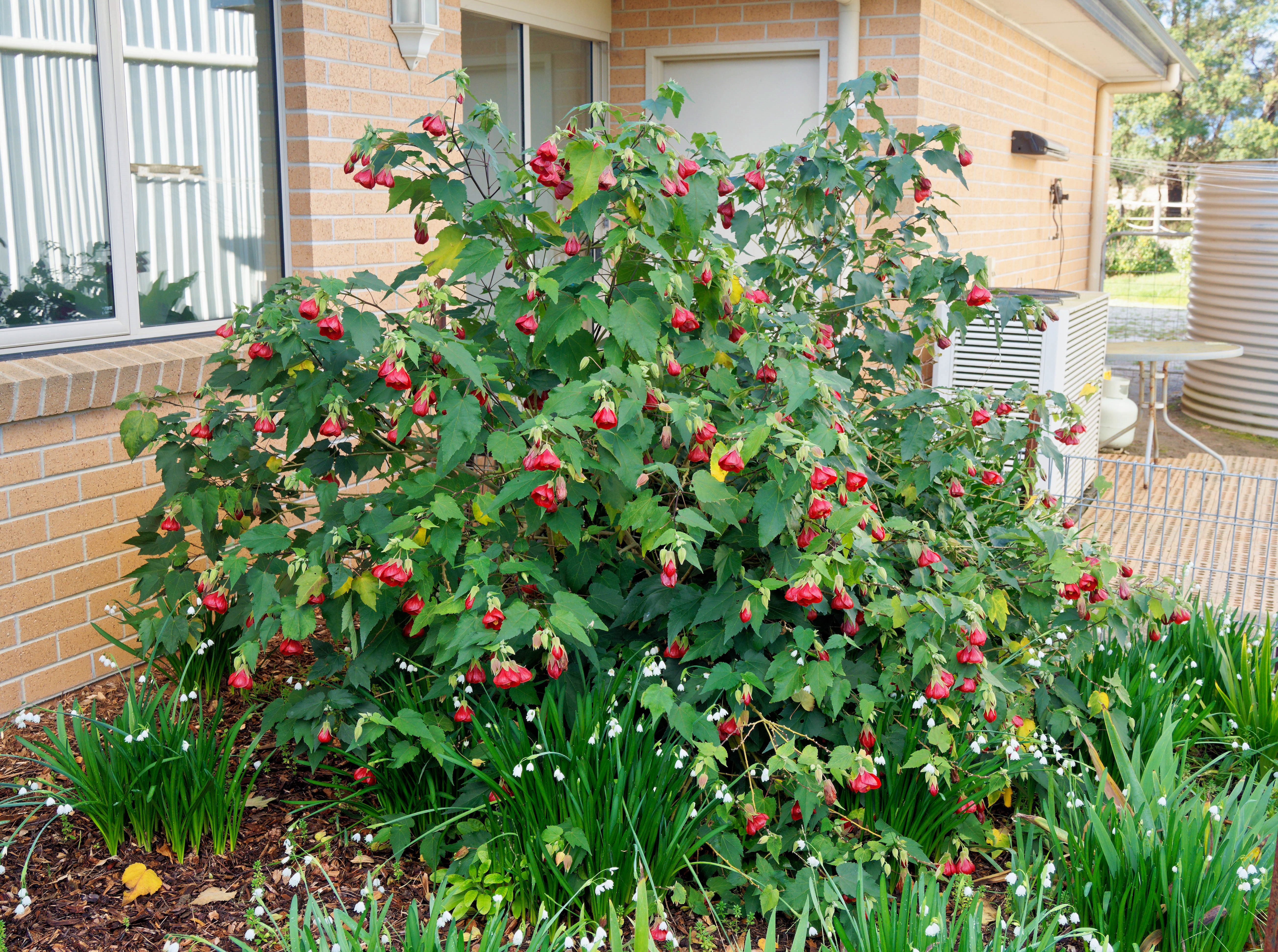 https://lemis.nyc3.digitaloceanspaces.com/grog/Photos/20260622/big/Abutilon-2.jpeg