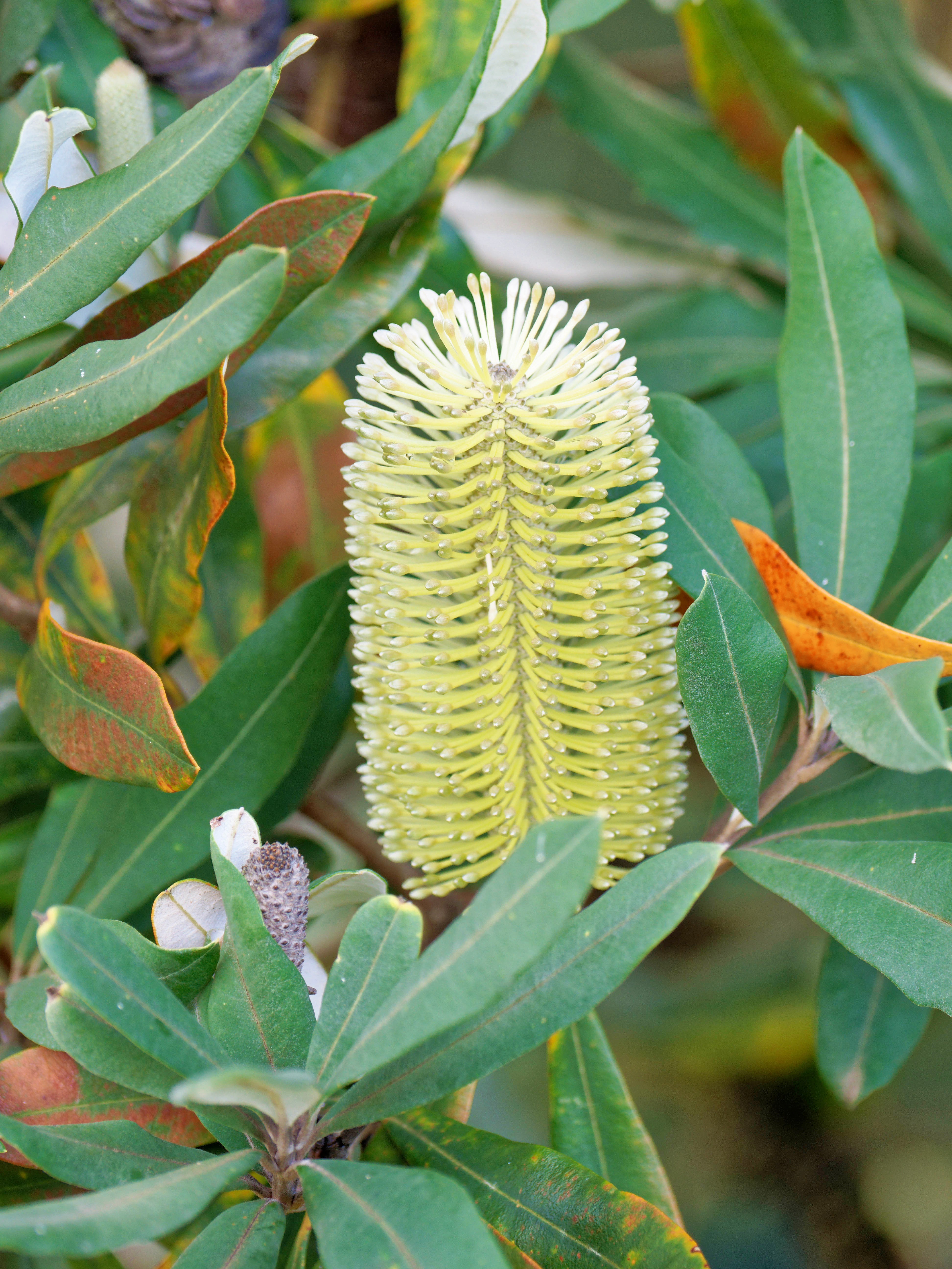 https://lemis.nyc3.digitaloceanspaces.com/grog/Photos/20260622/big/Banksia-2.jpeg